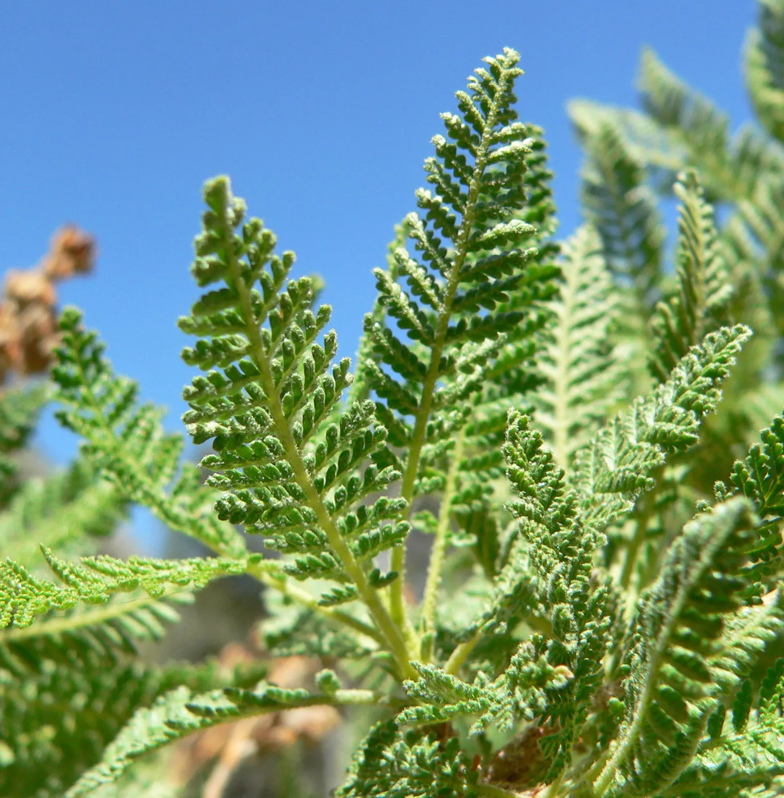 Fernbush (Chamaebatiaria Millefolium) — a hardy deciduous shrub growing 3-6 ft tall; preferring USDA zones 4-8, it thrives in full sun with well-draining soil