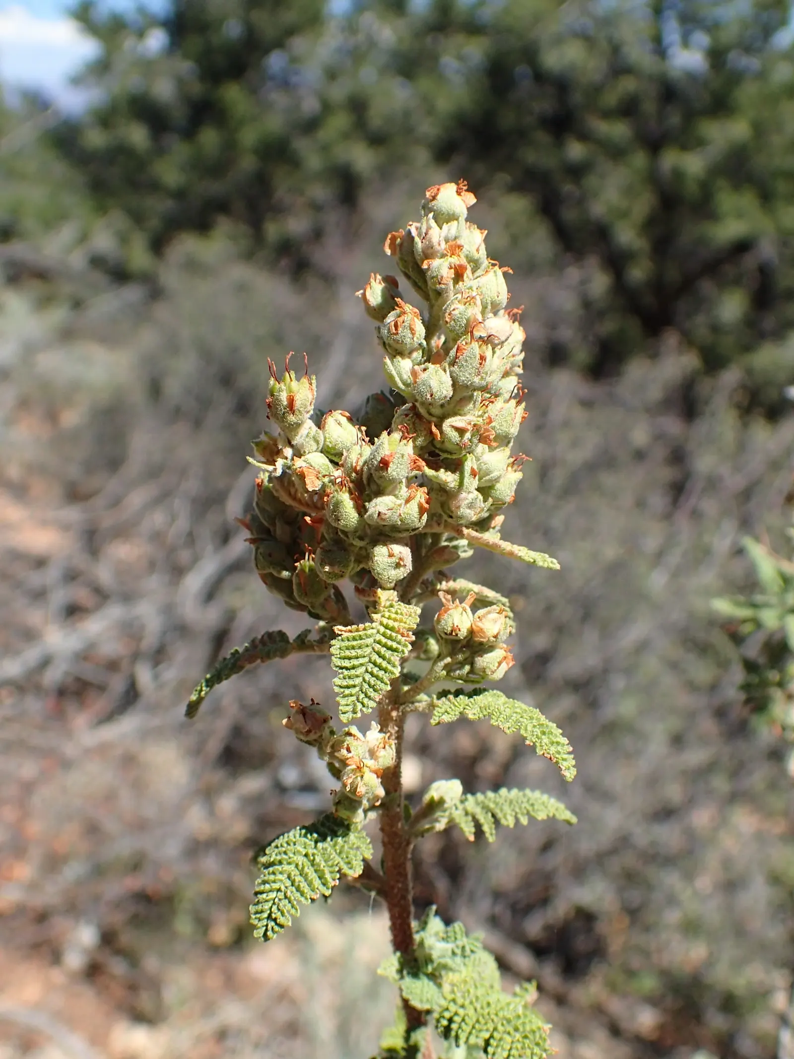 Fernbush (Chamaebatiaria Millefolium) — scientifically known as Chamaebatiaria millefolium