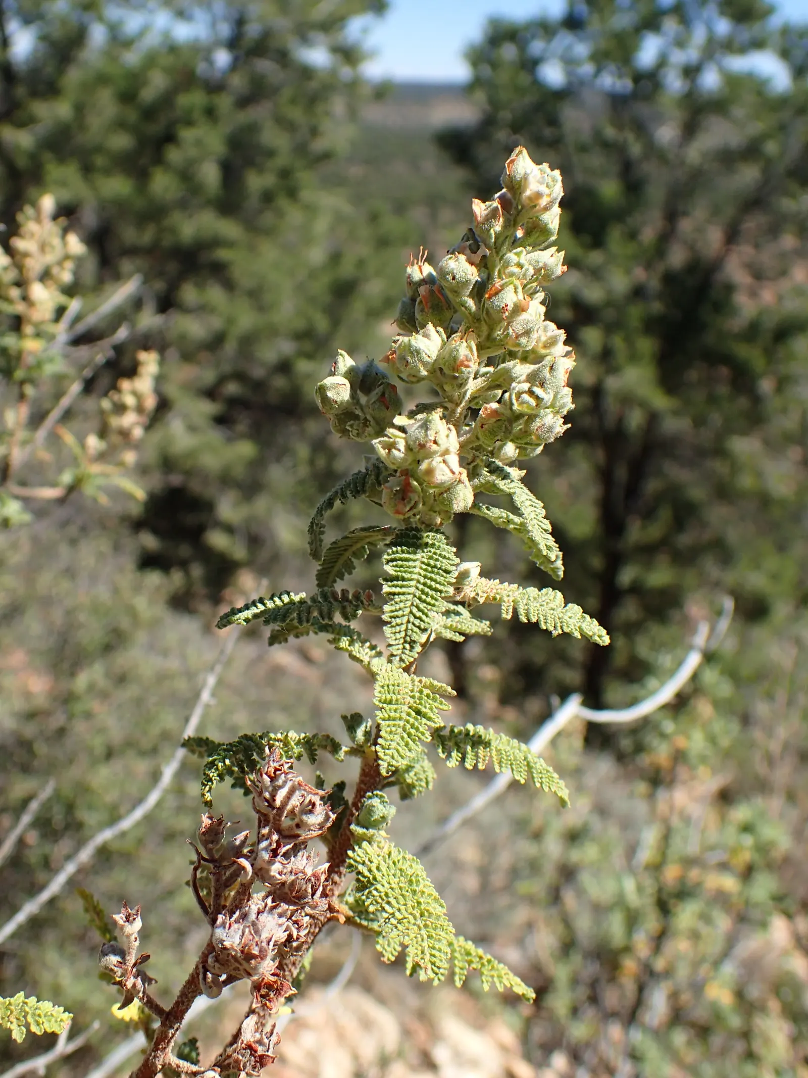 Fernbush (Chamaebatiaria Millefolium) — which are a delight for pollinators such as bees and butterflies.<br><br>Adaptable to USDA zones 4 through 8
