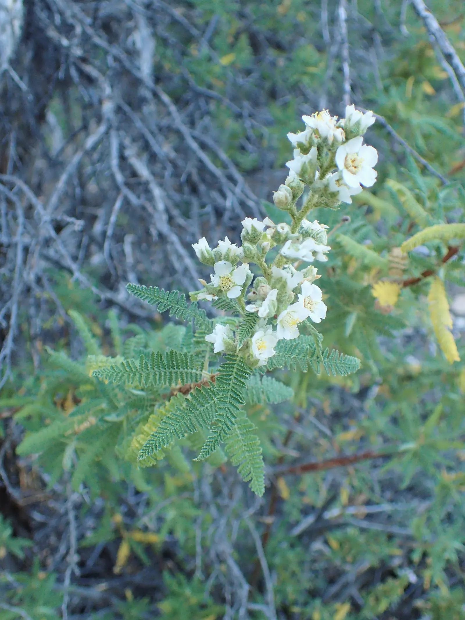 Fernbush (Chamaebatiaria Millefolium) — a hardy deciduous shrub growing 3-6 ft tall