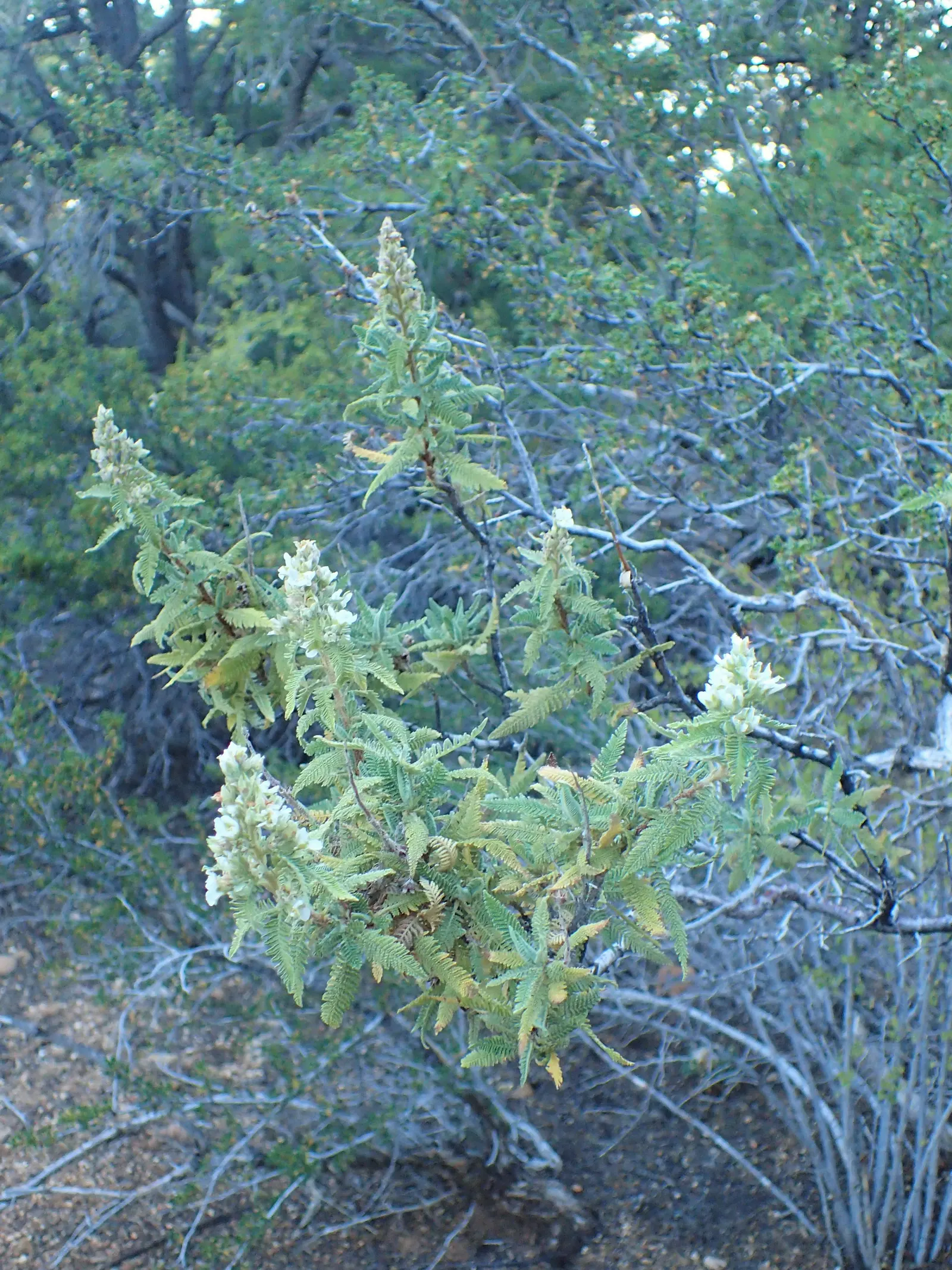 Fernbush (Chamaebatiaria Millefolium) — Drought-resistant once established