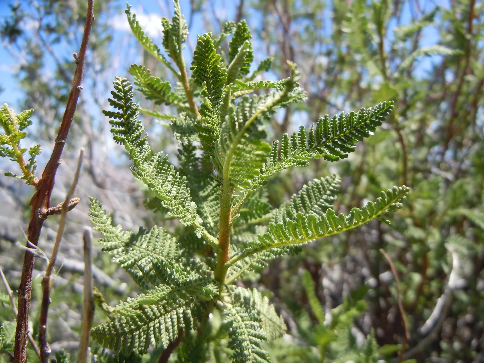 Fernbush (Chamaebatiaria Millefolium) — can be done in late winter to maintain the desired shape and promote healthy growth