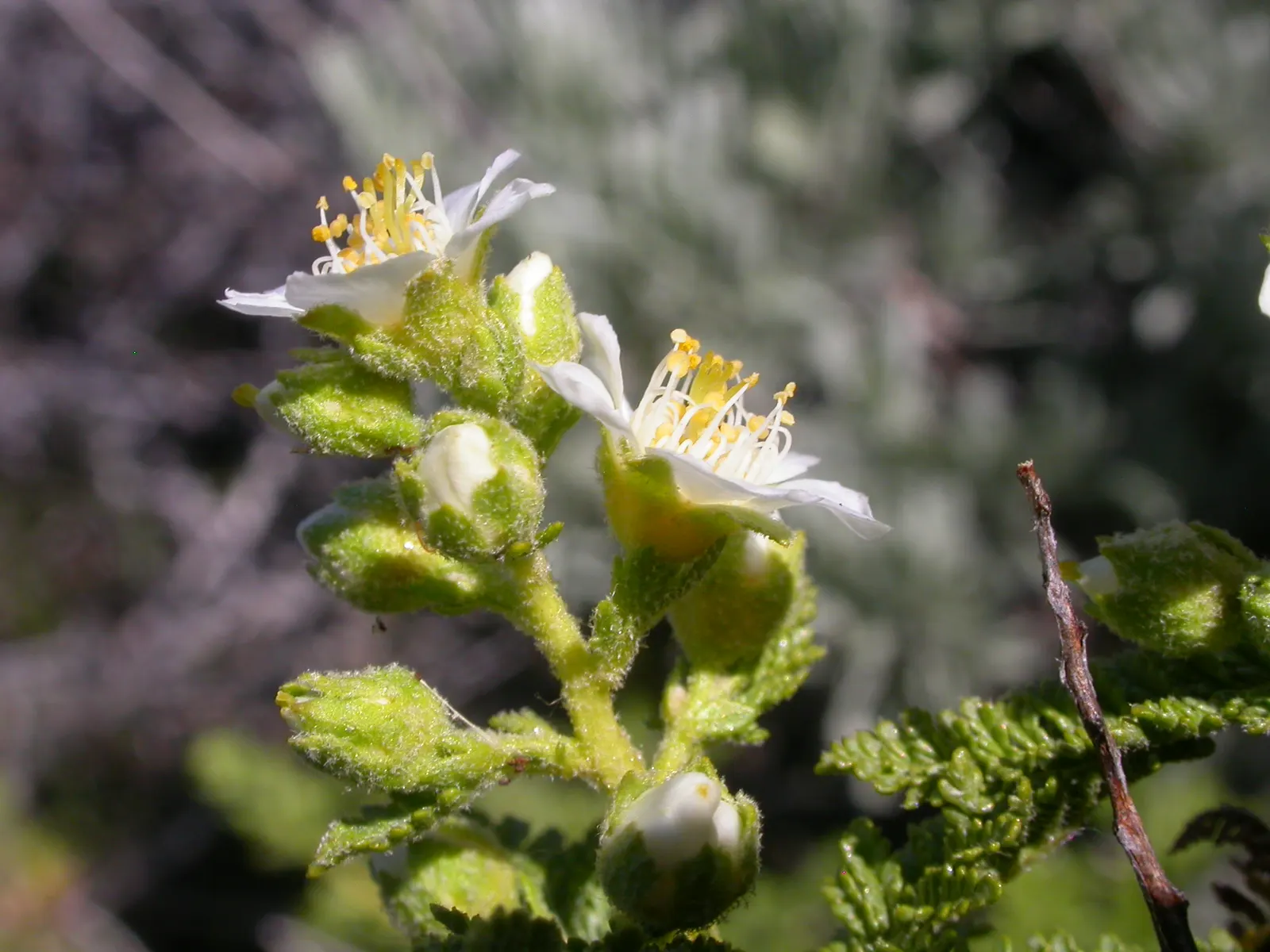 Fernbush (Chamaebatiaria Millefolium) — consider using it as an accent plant