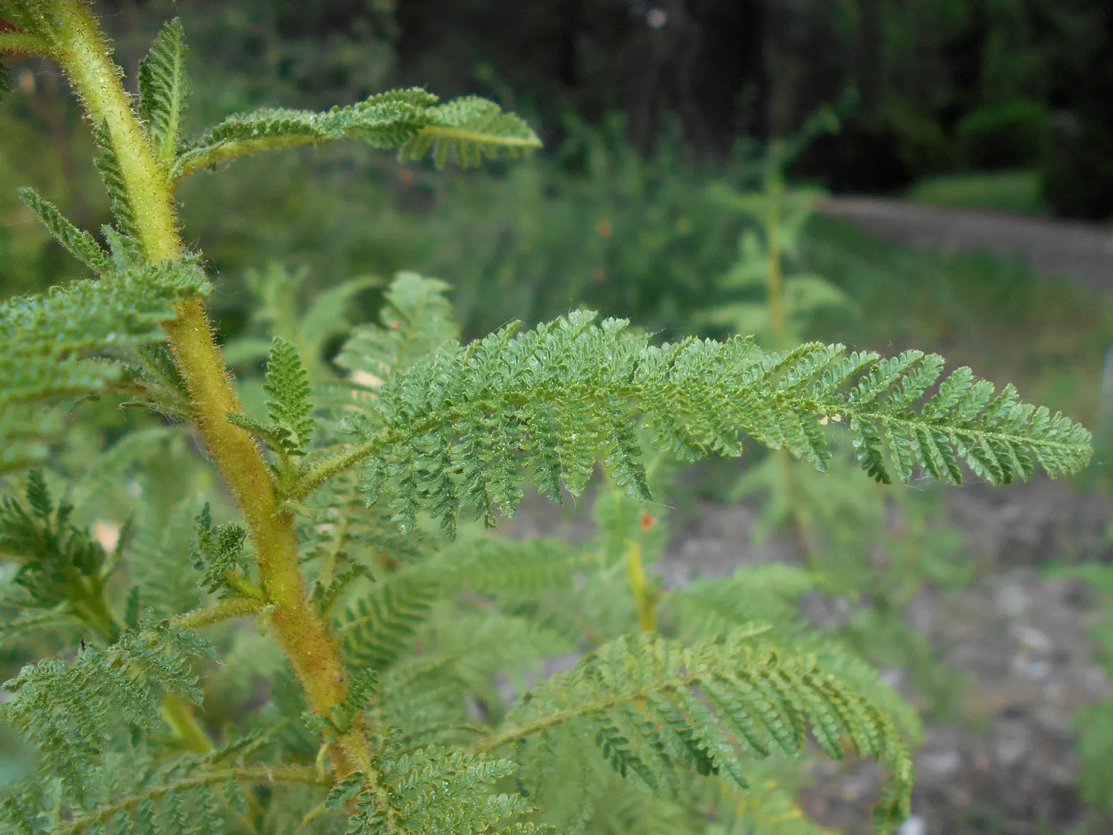 Fernbush (Chamaebatiaria Millefolium) — thriving in full sun to partial shade