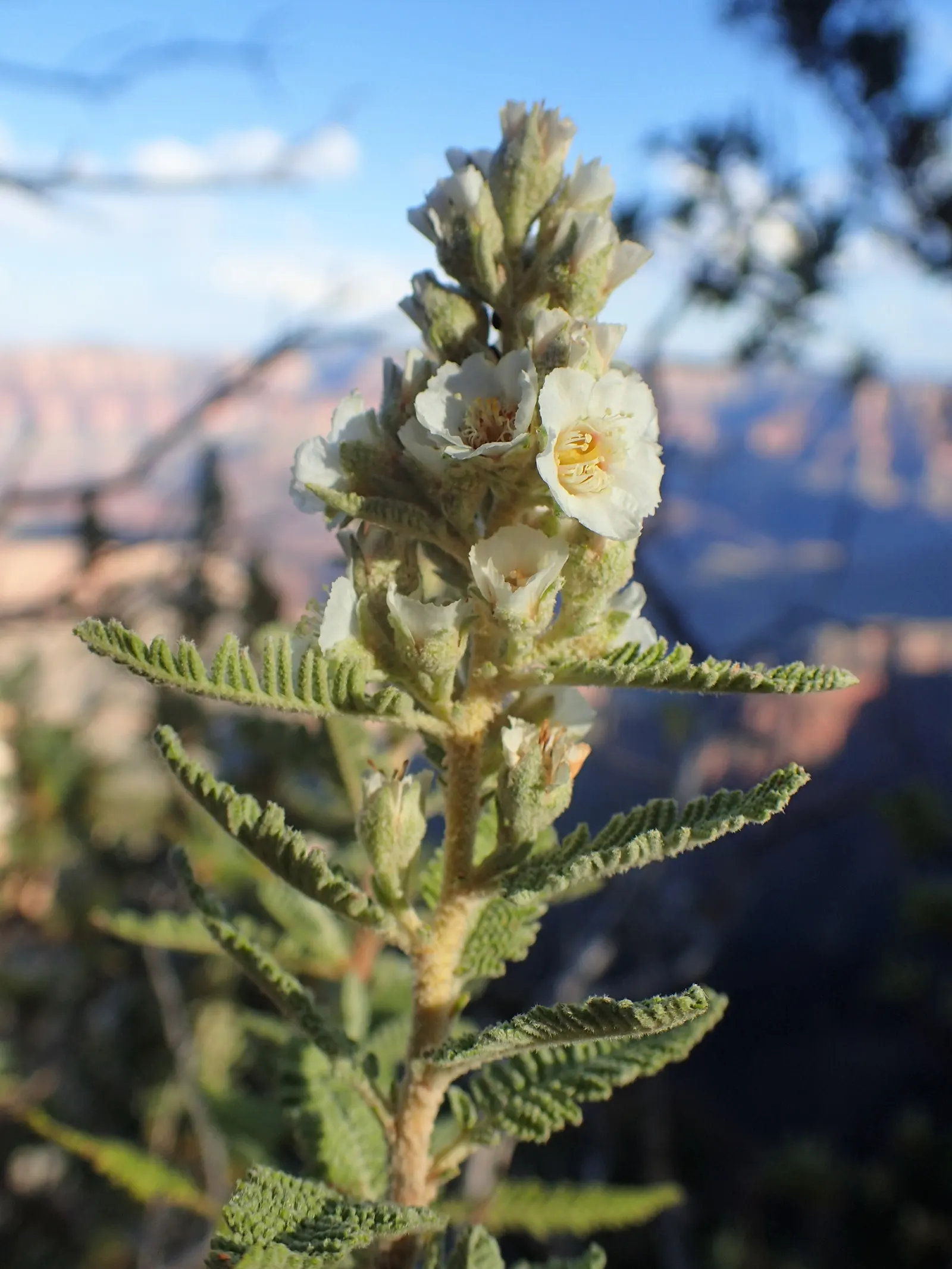 Fernbush (Chamaebatiaria Millefolium) — It prefers well-drained soils but can tolerate a range of soil types