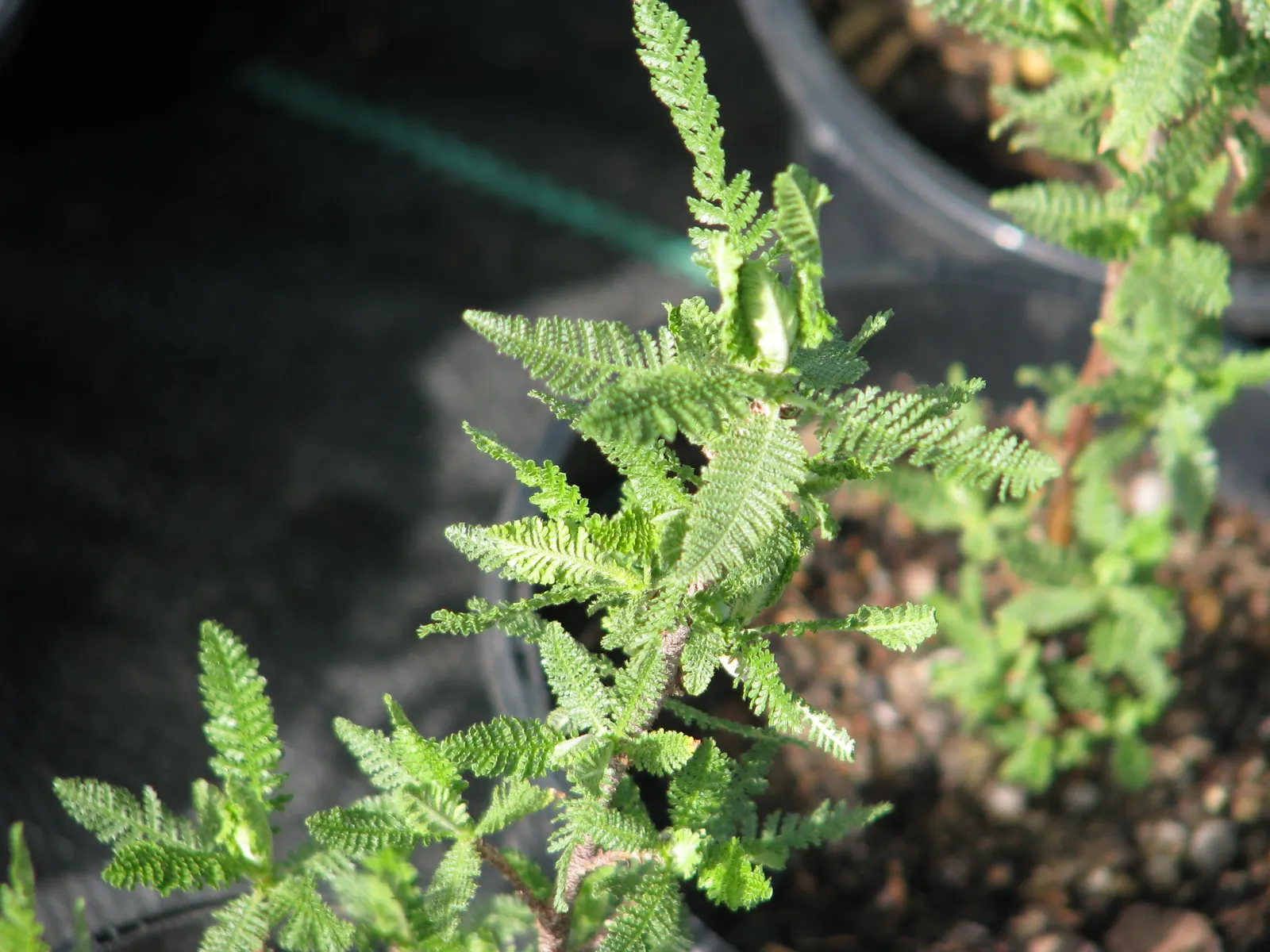 Fernbush (Chamaebatiaria Millefolium) — fern-like foliage and clusters of white; needle-like leaves that provide a lush