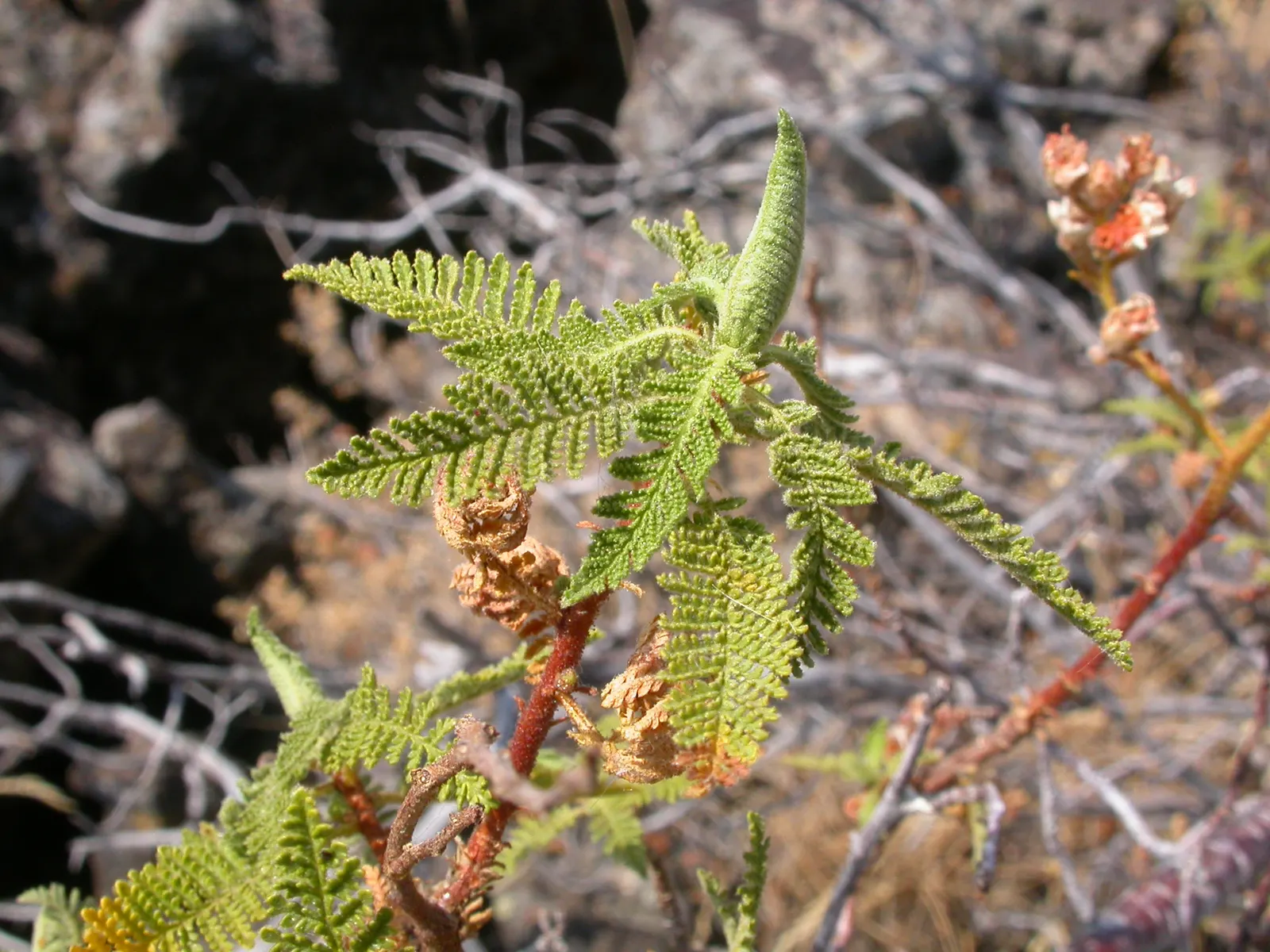 Fernbush (Chamaebatiaria Millefolium) — It requires minimal pruning to maintain shape and health; or in a native plant garden