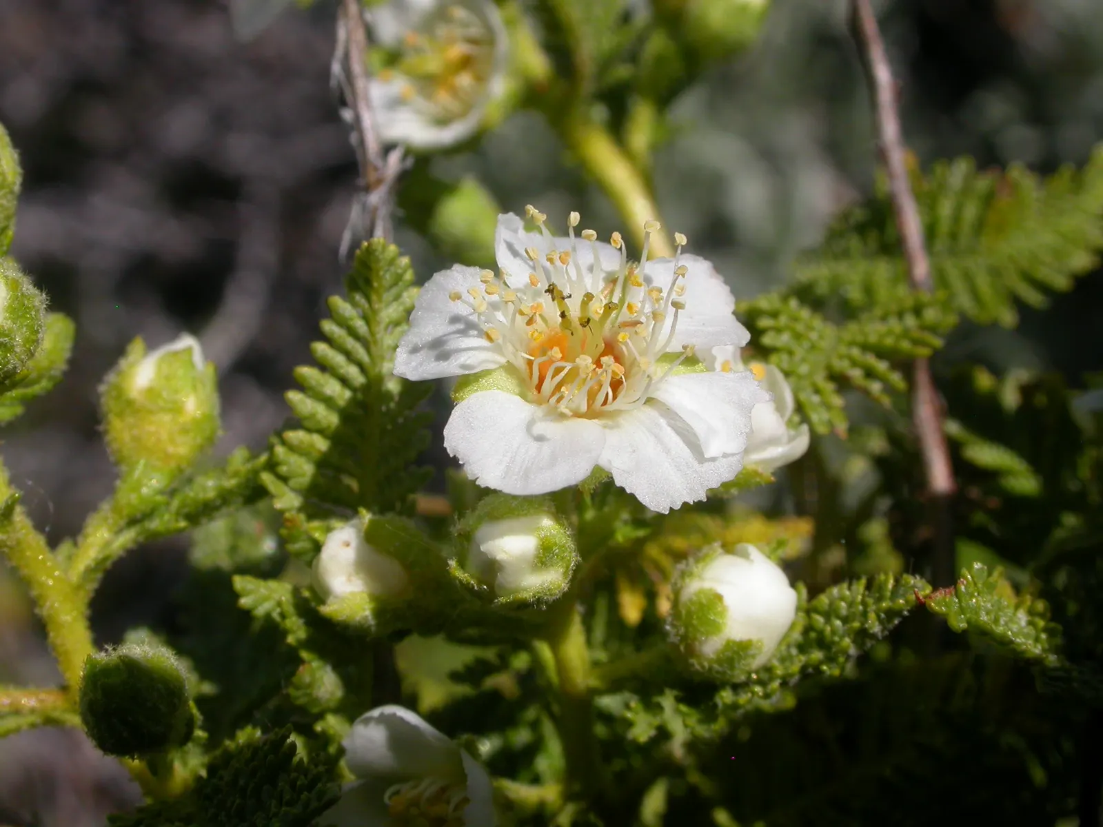 Fernbush (Chamaebatiaria Millefolium) — fragrant flowers blooming in summer