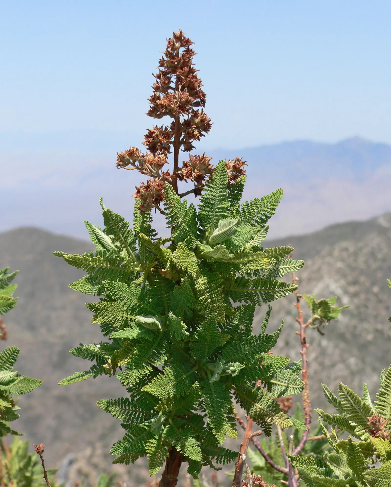 Fernbush (Chamaebatiaria Millefolium) — This versatile plant grows to an average size of 3 to 5 feet in both height and spread; which are a delight for
