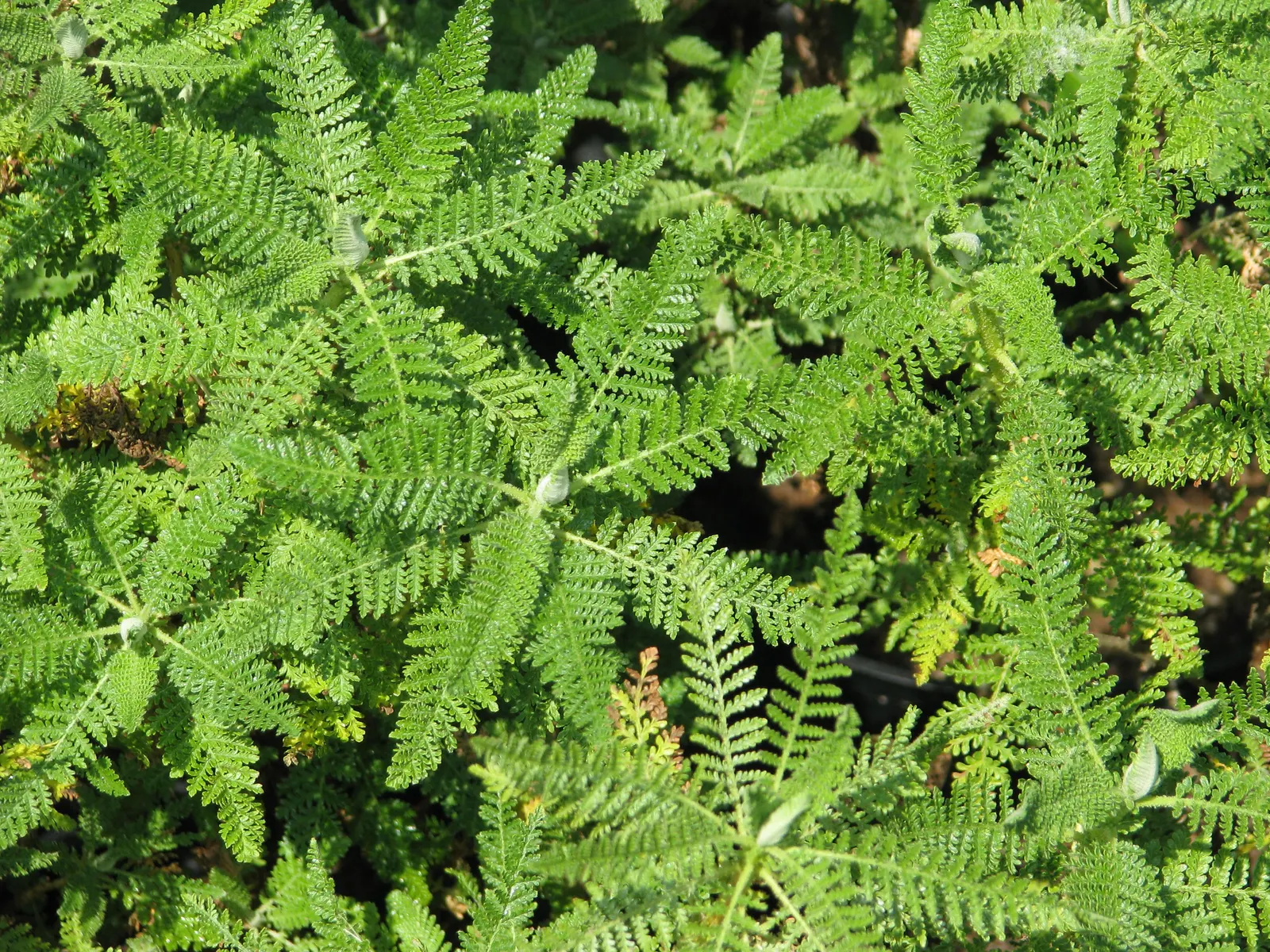 Fernbush (Chamaebatiaria Millefolium) — Its low maintenance requirements make it an appealing plant for clients seeking a garden with minimal upkeep
