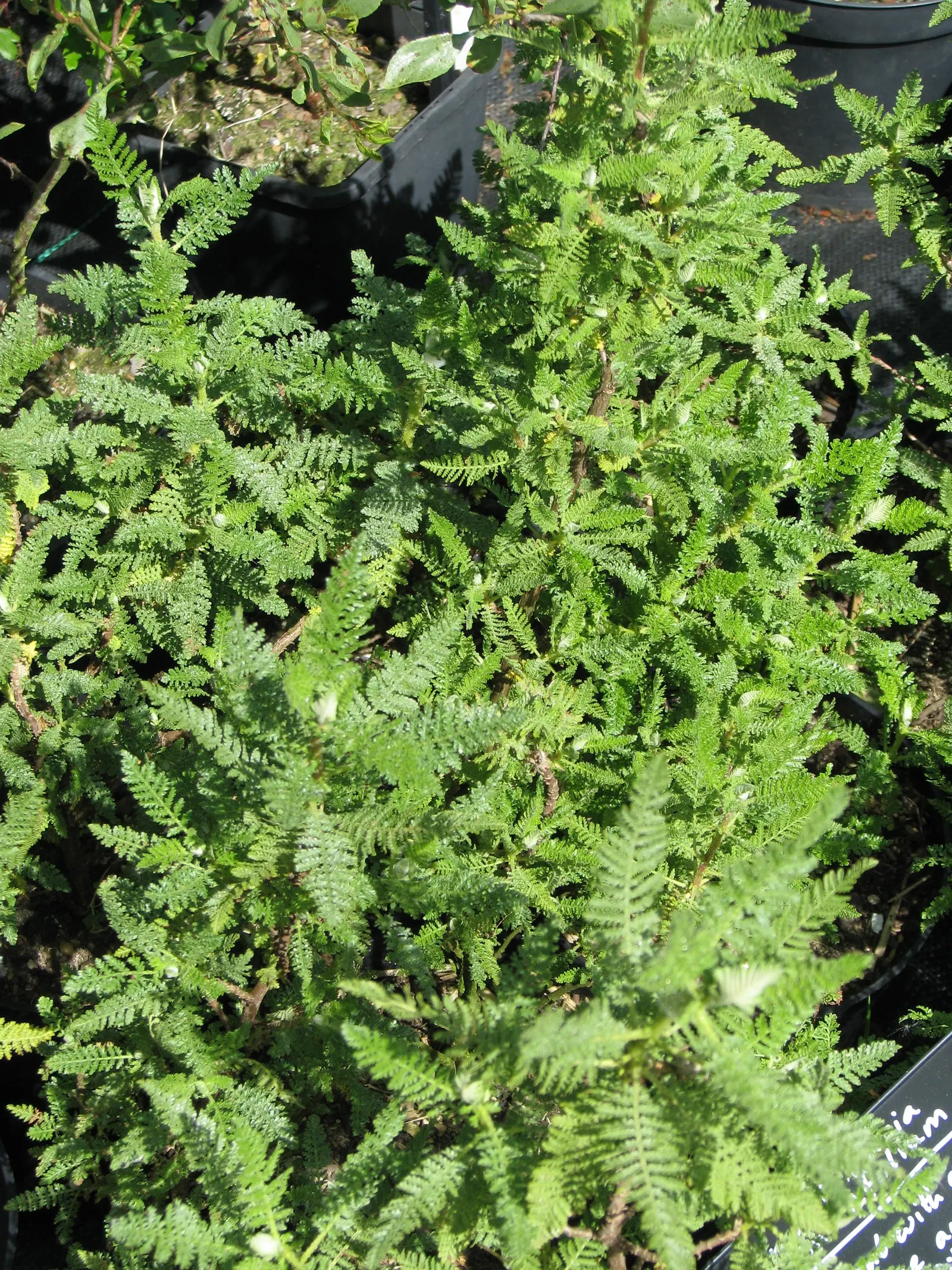 Fernbush (Chamaebatiaria Millefolium) — needle-like leaves that provide a lush