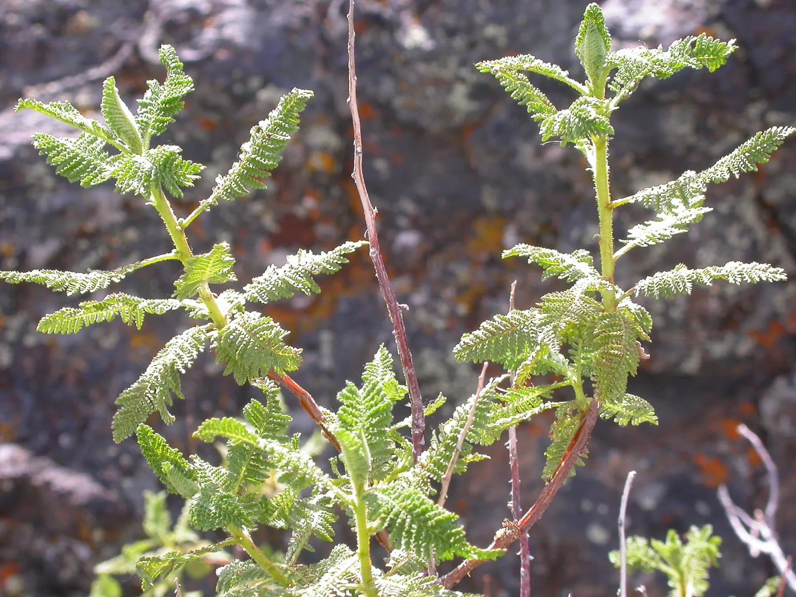 Fernbush (Chamaebatiaria Millefolium) — shrub for full