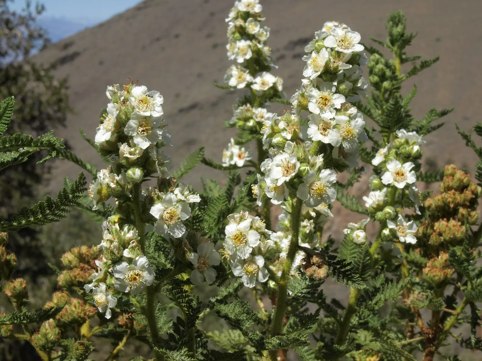 Fernbush (Chamaebatiaria Millefolium) — needle-like leaves that provide a lush; although seldom necessary