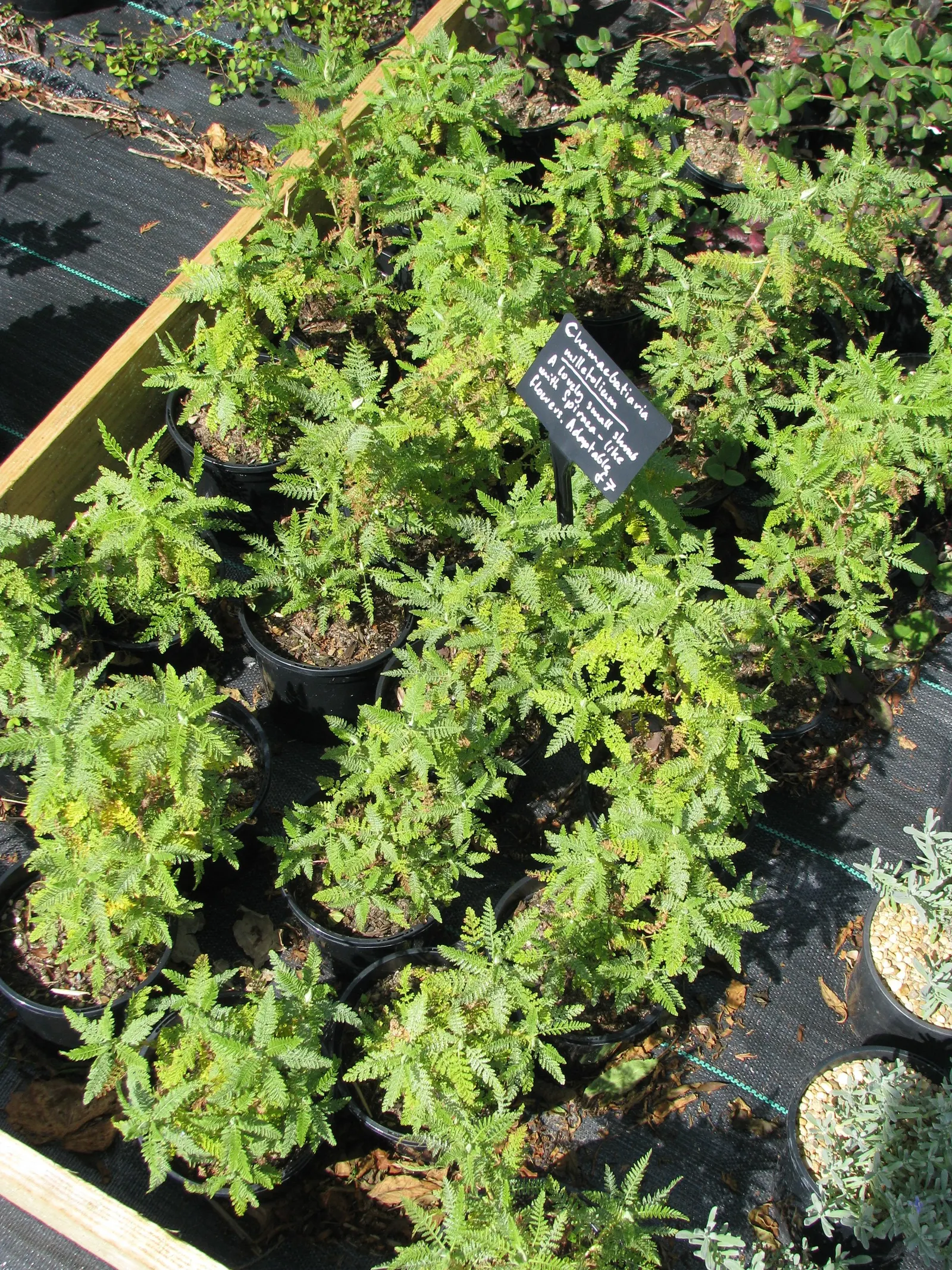 Fernbush (Chamaebatiaria Millefolium) — exuding an aromatic fragrance when crushed