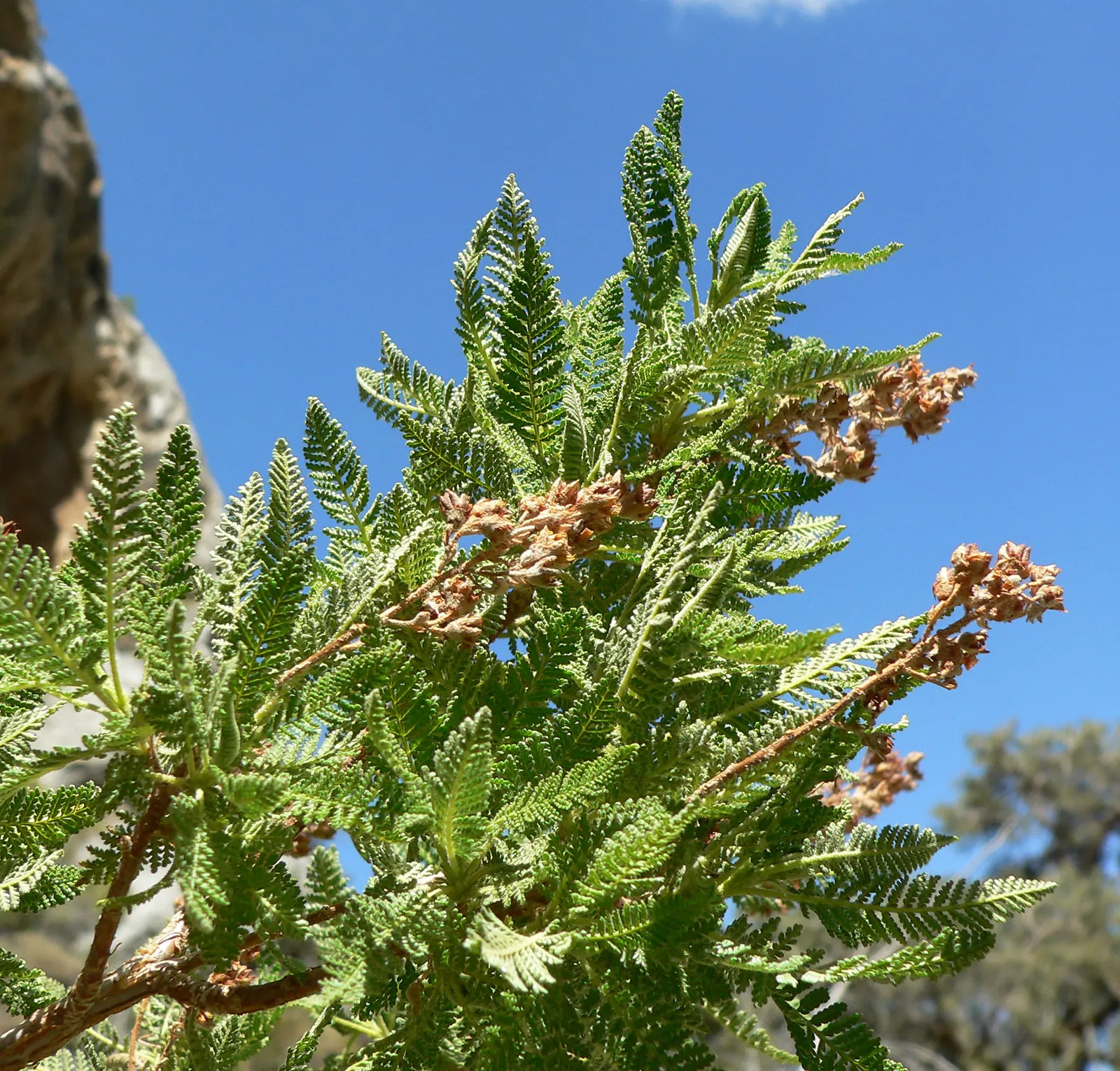 Fernbush (Chamaebatiaria Millefolium) — this low-maintenance plant is ideal for adding texture to water-wise gardens and attracting pollinators