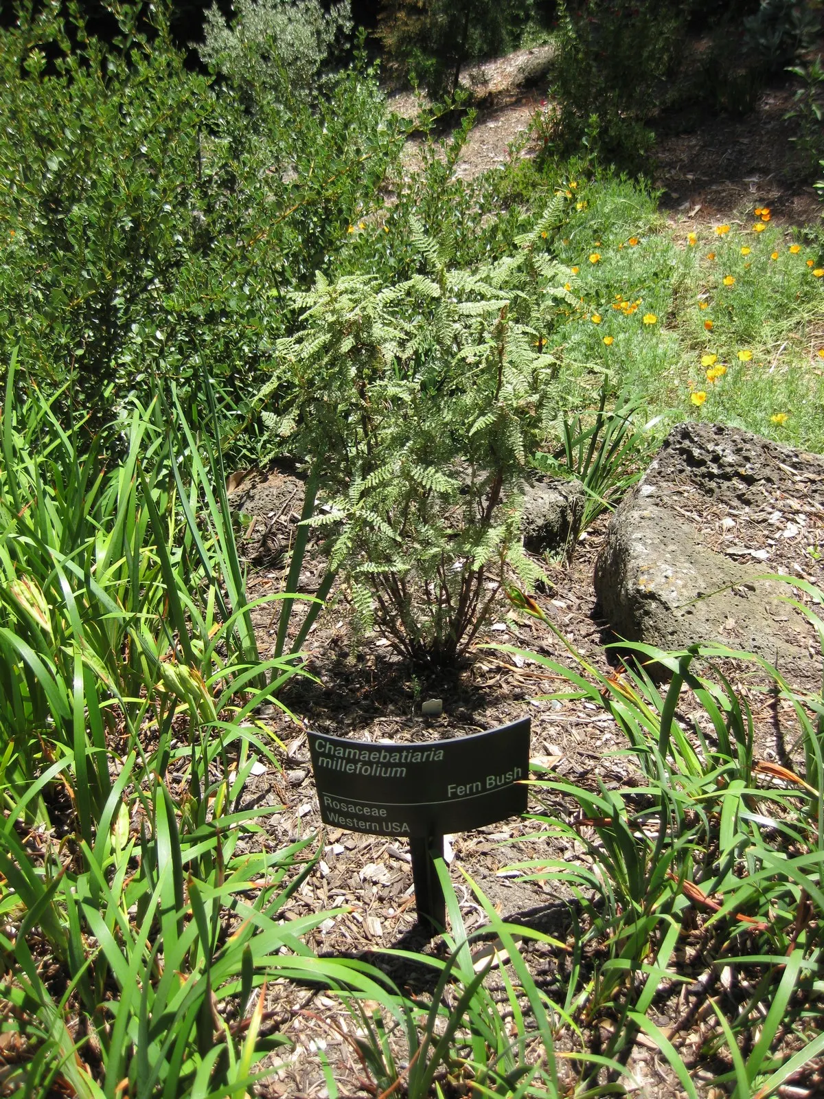 Fernbush (Chamaebatiaria Millefolium) — exuding an aromatic fragrance when crushed; fragrant flowers blooming in summer