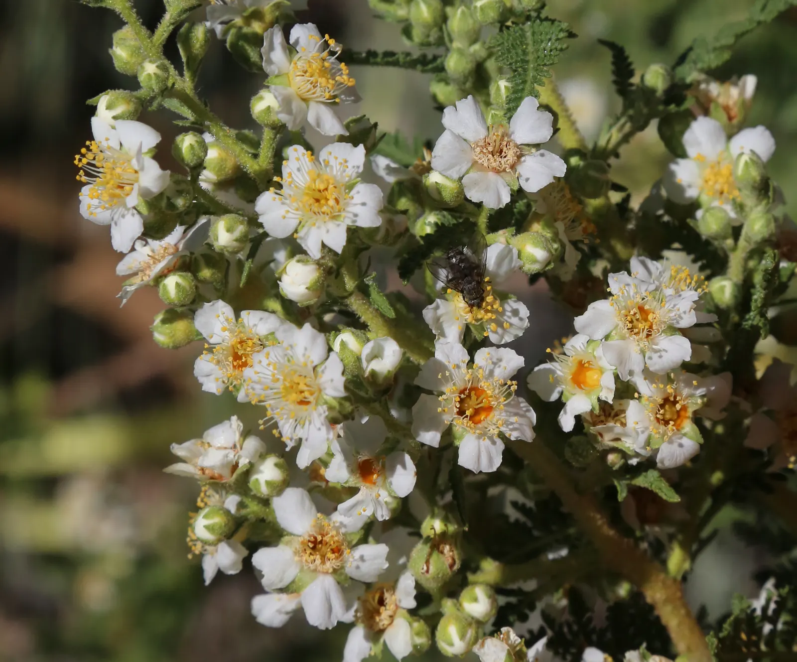 Fernbush (Chamaebatiaria Millefolium) — white flowers in the garden