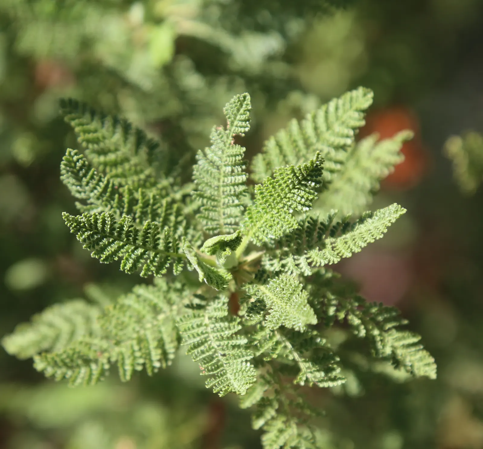 Fernbush (Chamaebatiaria Millefolium) — Drought-resistant once established; this low-maintenance plant is ideal for adding texture to water-wise gardens and