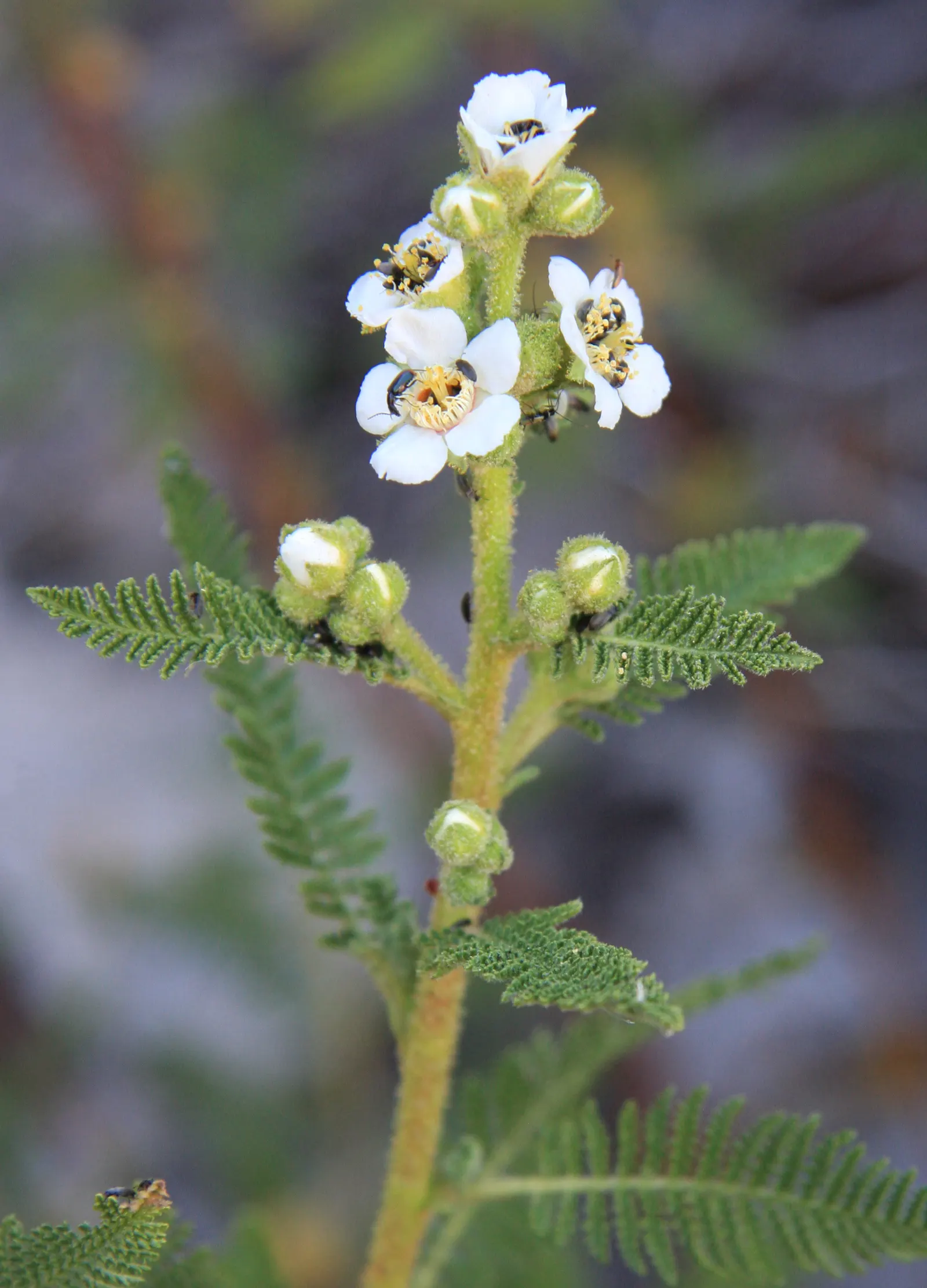 Fernbush (Chamaebatiaria Millefolium) — shrub with white blooms
