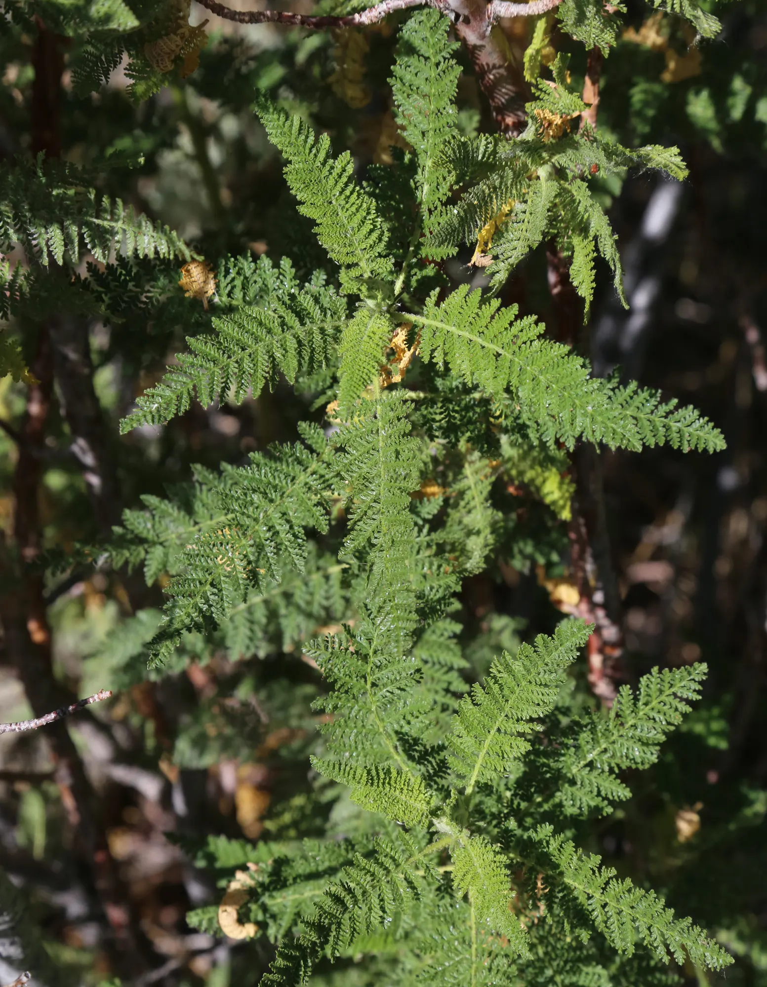 Fernbush (Chamaebatiaria Millefolium) — or in a native plant garden