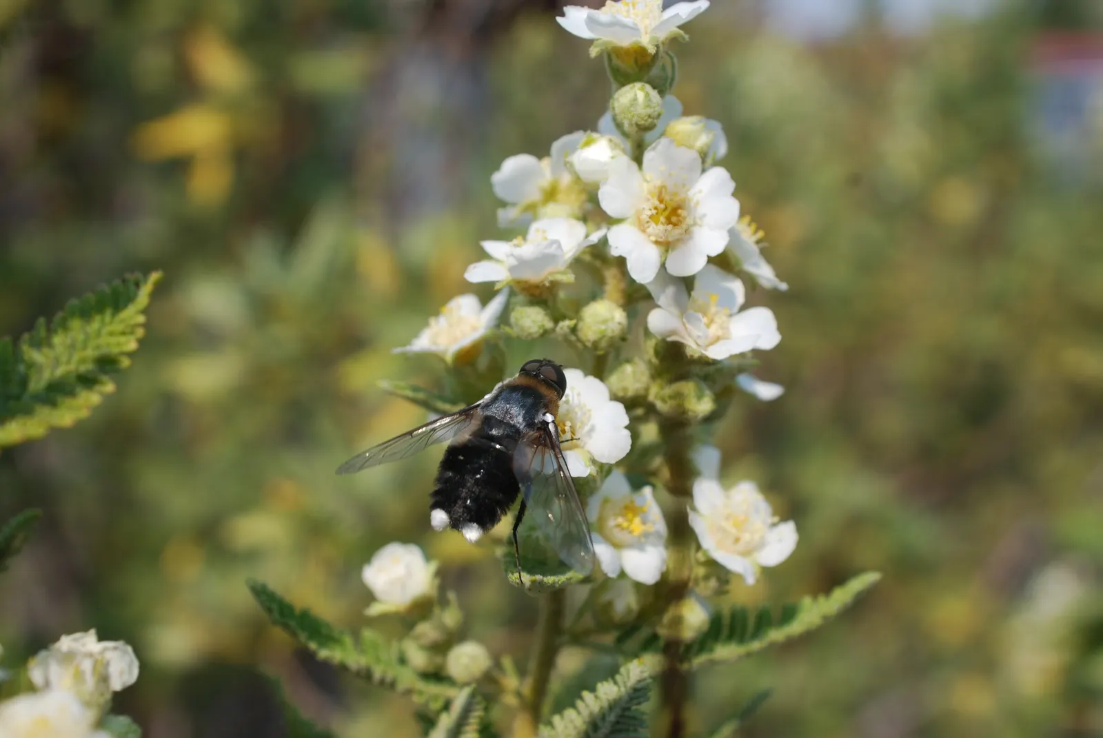 Fernbush (Chamaebatiaria Millefolium) — Fernbush is hardy and drought-tolerant once established
