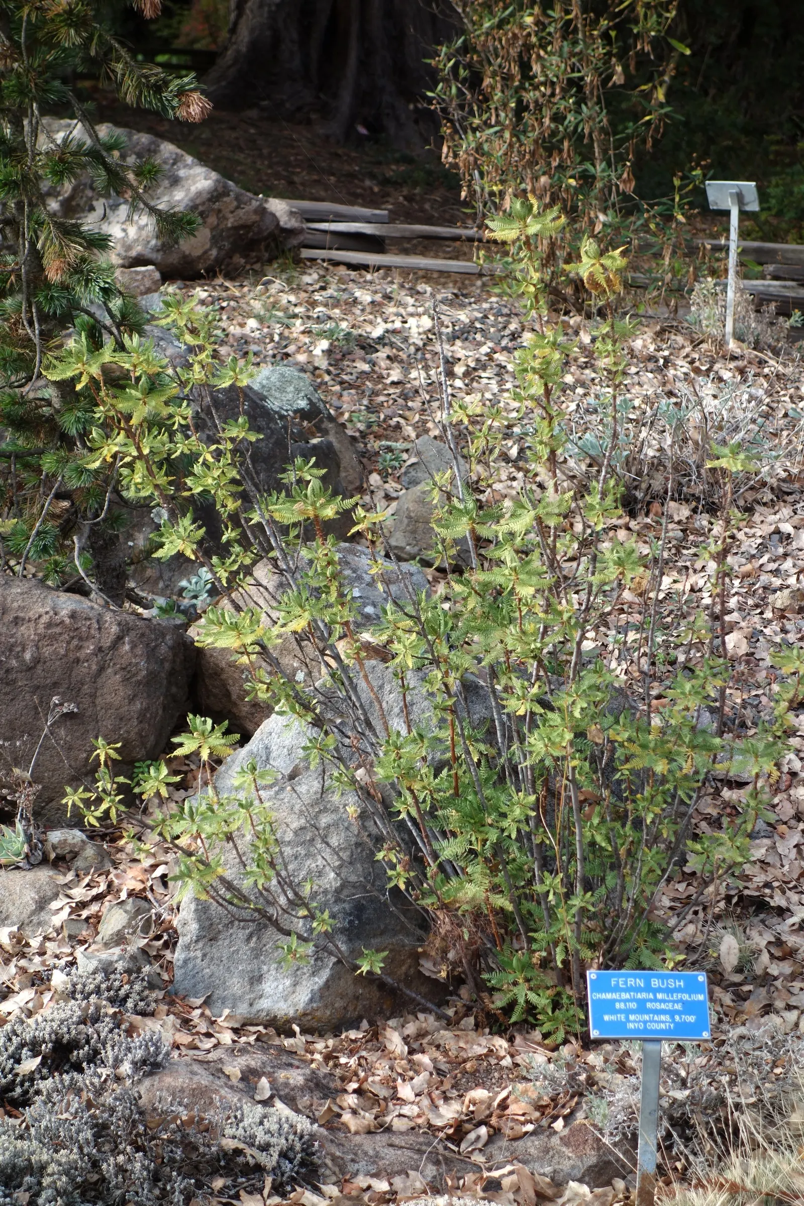 Fernbush (Chamaebatiaria Millefolium) — the Fernbush produces abundant clusters of small white flowers that resemble tiny roses