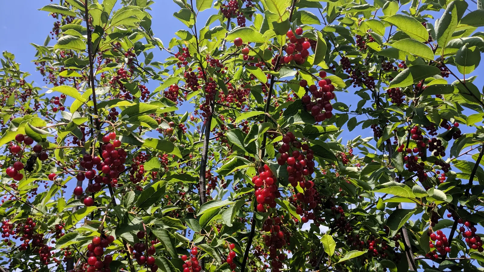 Chokecherry (Prunus Virginiana) — including those with varying pH levels or moisture content; suiting naturalistic plantings or more formal garden, image 65