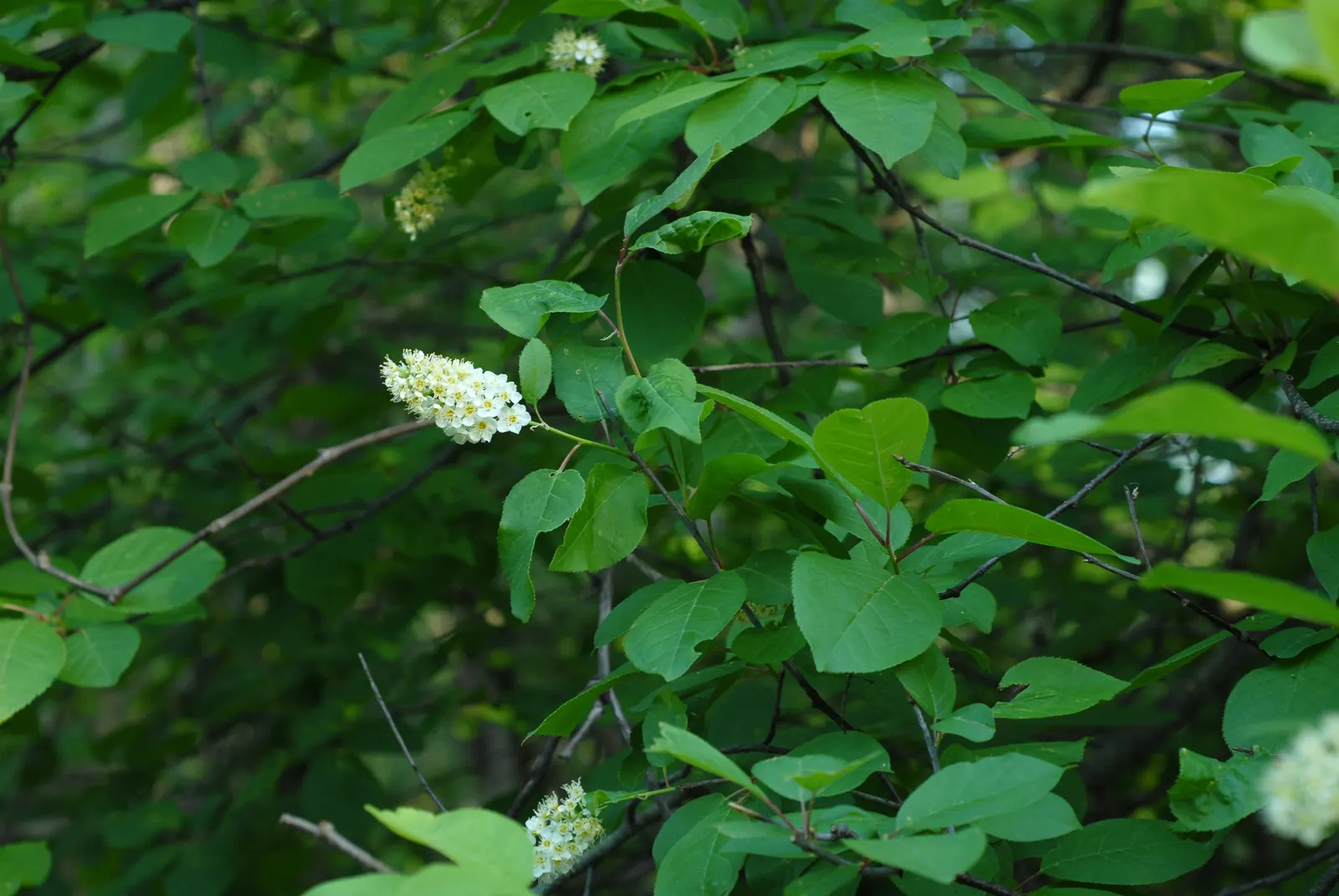 Chokecherry (Prunus Virginiana) — The Chokeberry, scientifically known as Prunus virginiana, is a deciduous shrub heralding from North America, image 103