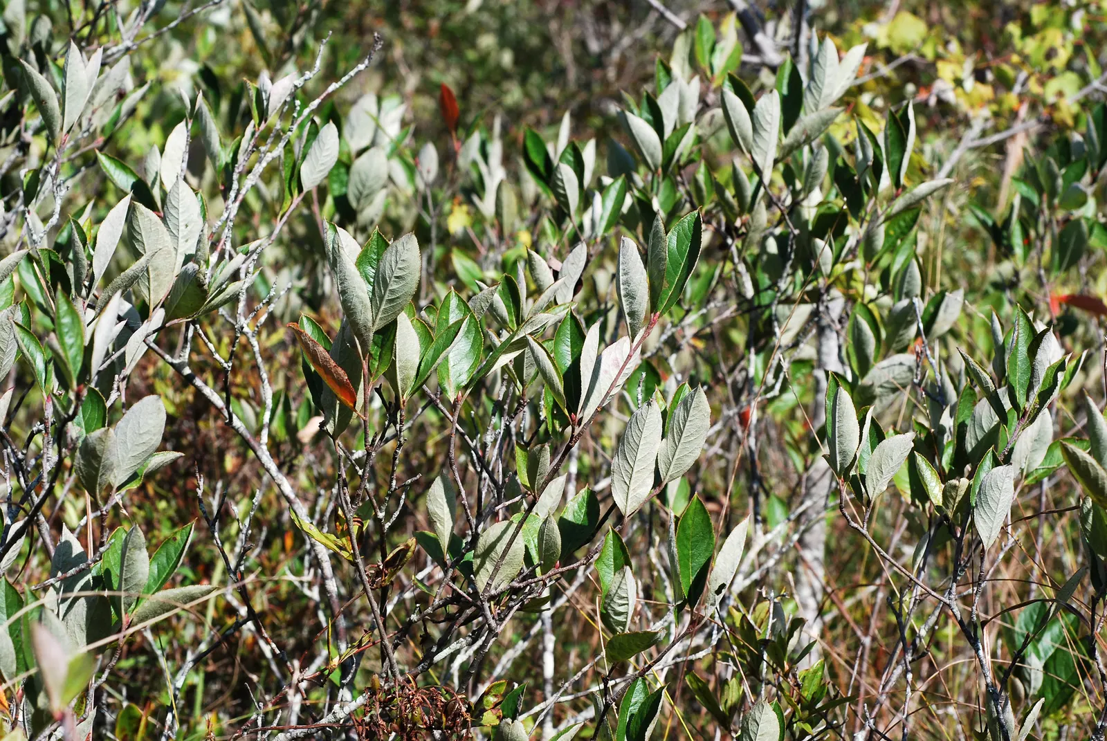 Chokecherry (Prunus Virginiana) — Excellent for wildlife habitats and naturalized areas; an eloquent choice for landscape designs seeking a balance, image 125