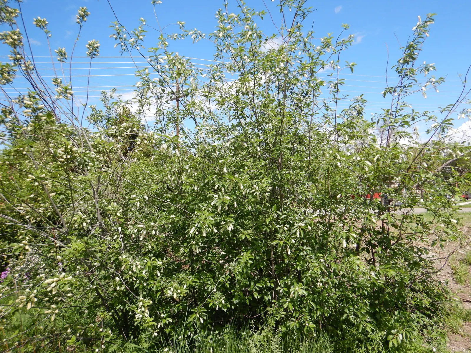 Chokecherry (Prunus Virginiana) — Its ability to withstand urban conditions also makes it an excellent choice for city landscapes; tree for full, image 69