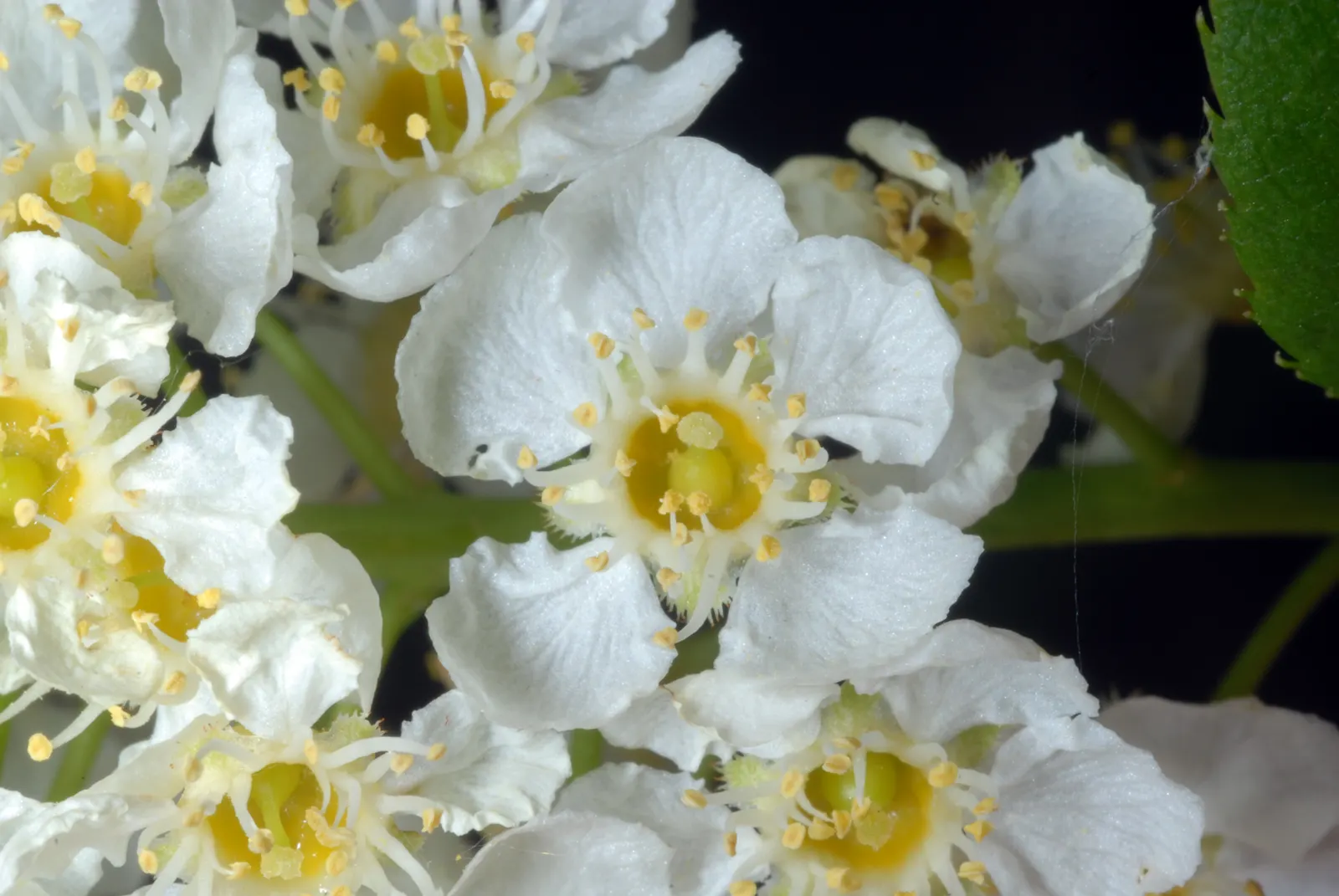 Chokecherry (Prunus Virginiana) — 20-30 ft in height and 15-20 ft wide; creating a brilliant seasonal display, image 98
