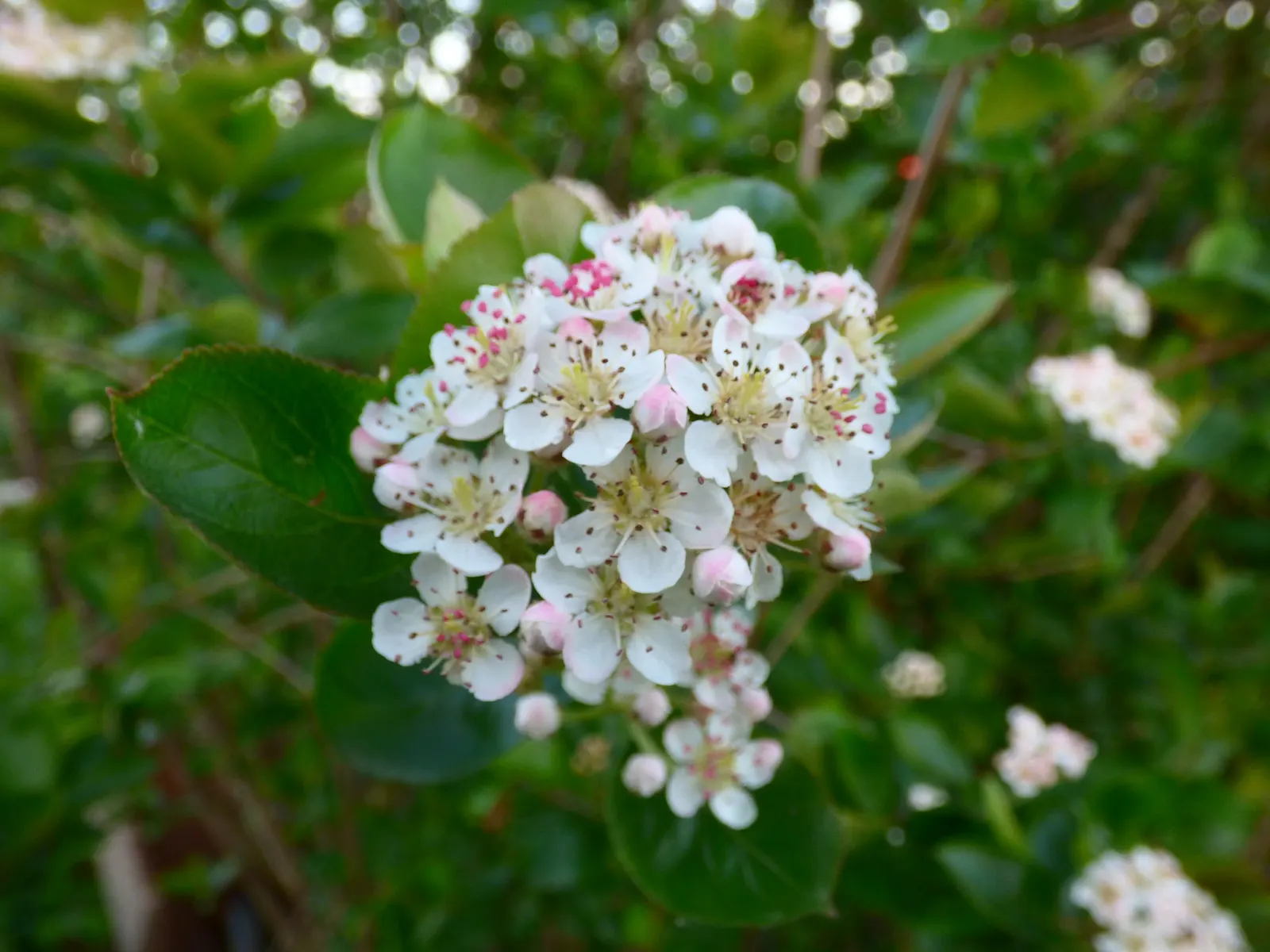 Chokecherry (Prunus Virginiana) — typically around 0.4 inches in diameter