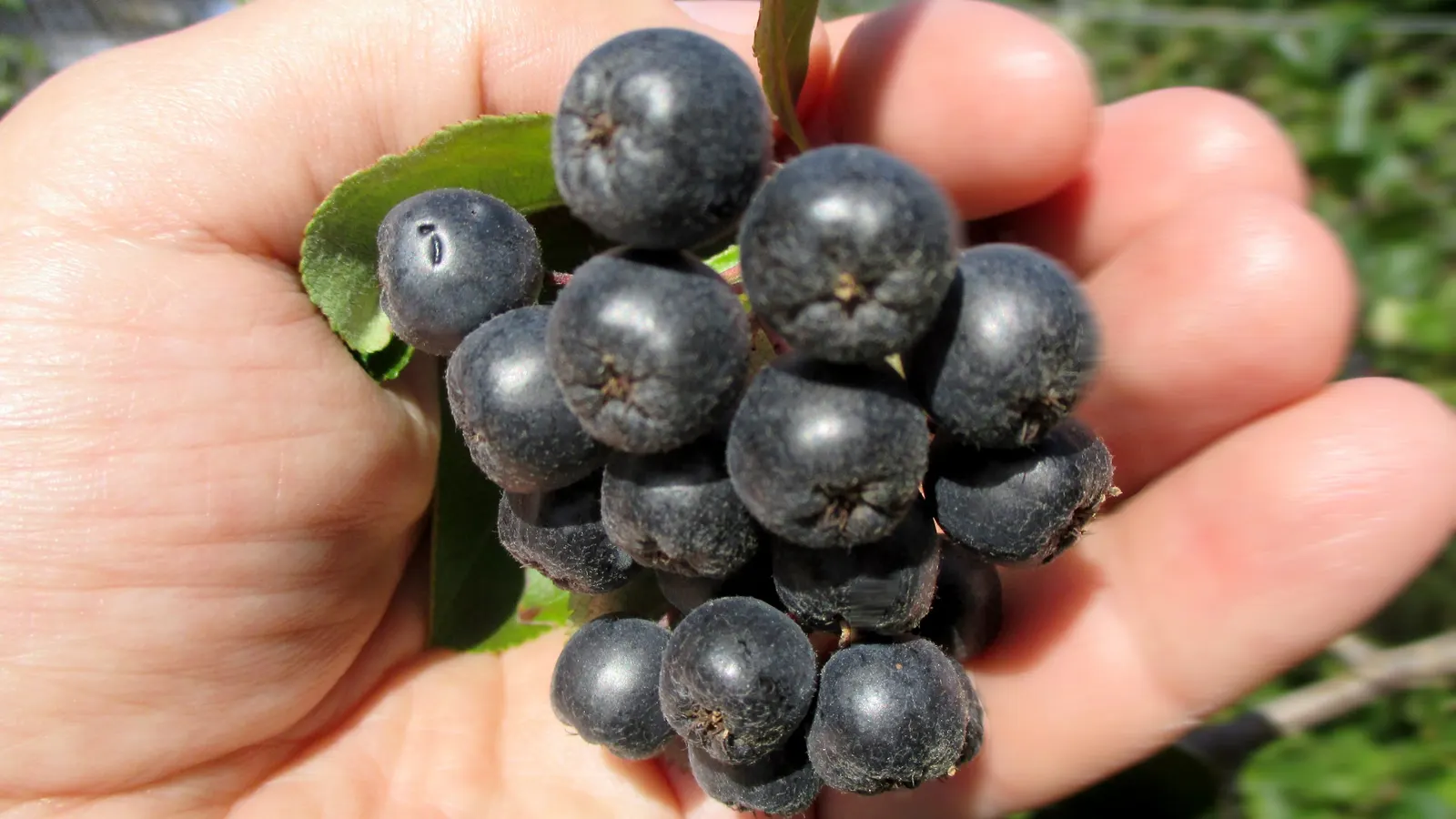 Chokecherry (Prunus Virginiana) — These blossoms subsequently give way to dense clusters of red to black fruits; tree with white blooms, image 110