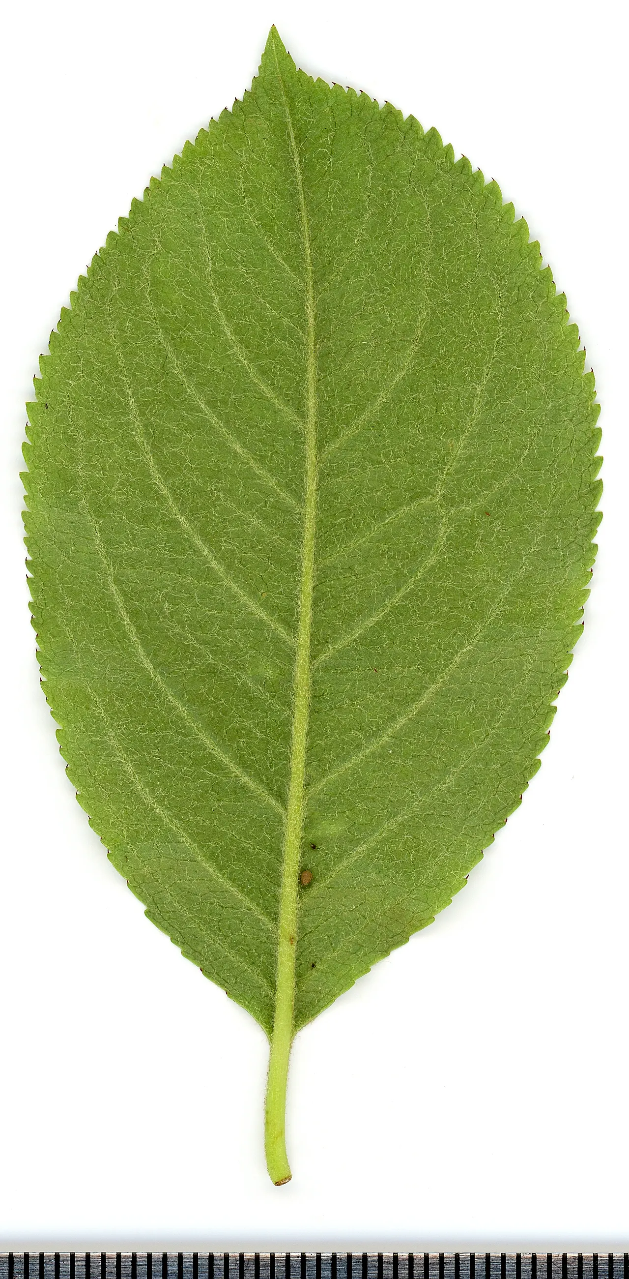 Chokecherry (Prunus Virginiana) — which undergoes a dramatic transformation to stunning shades of red and orange in the fall; adding to its, image 82