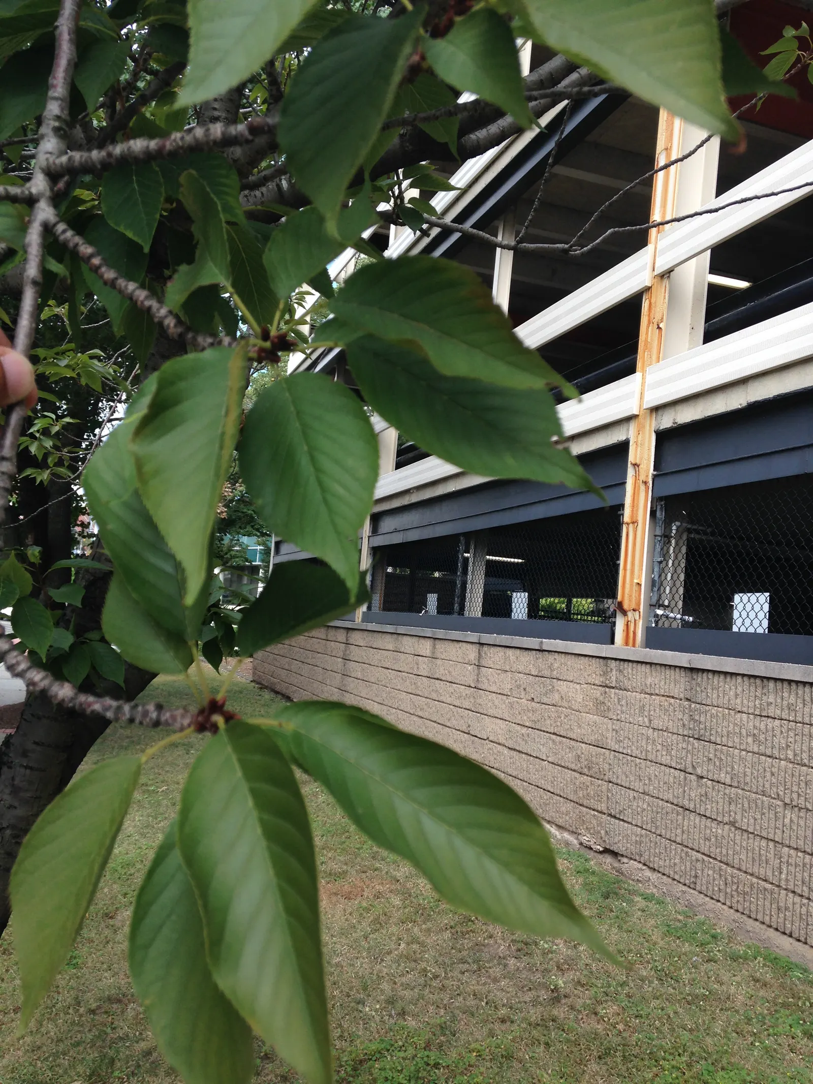 Chokecherry (Prunus Virginiana) — the Chokeberry is drought tolerant