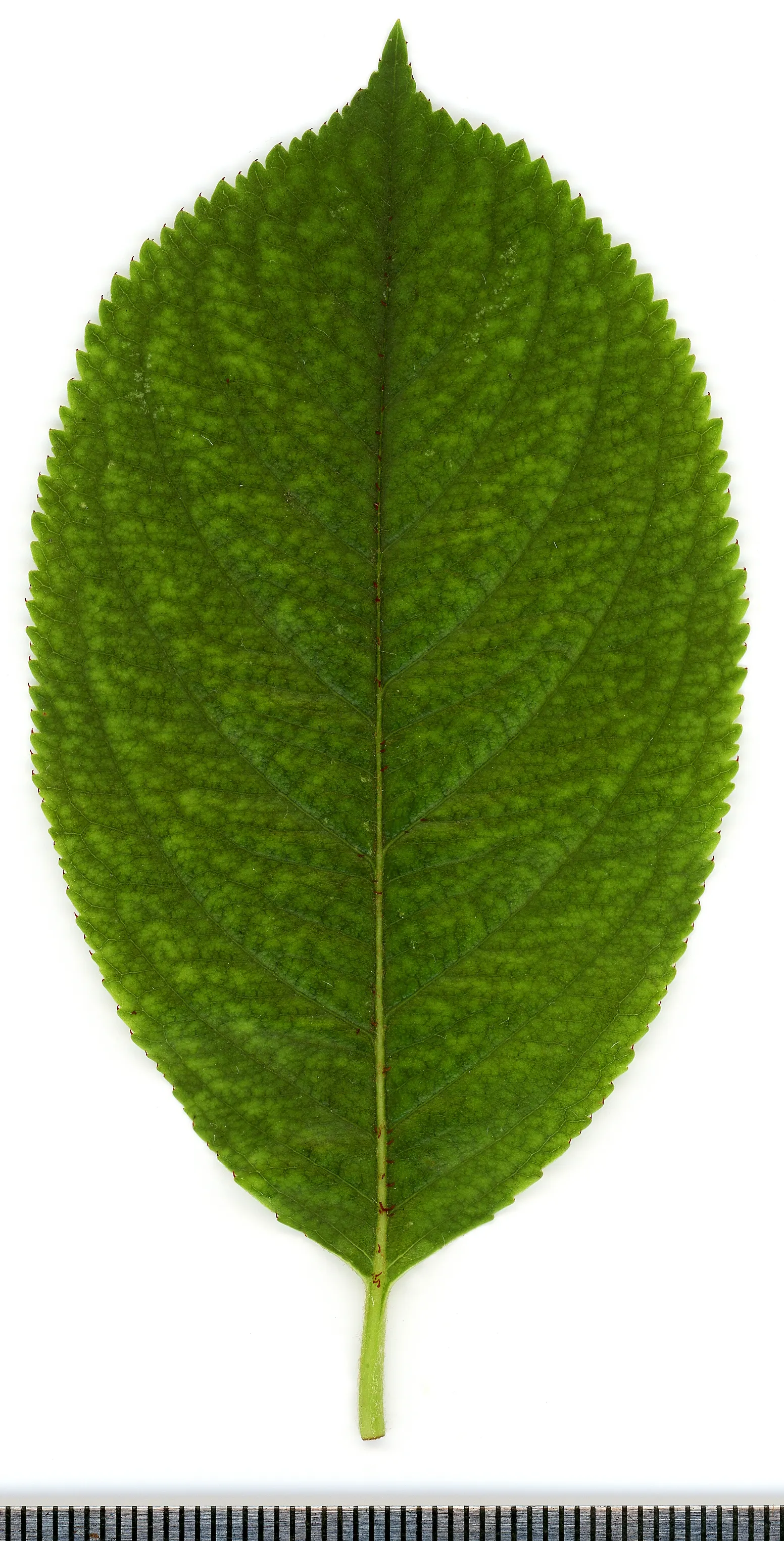 Chokecherry (Prunus Virginiana) — offering a visually engaging contrast against the green leaves; but it's also remarkably tolerant of a range of, image 61