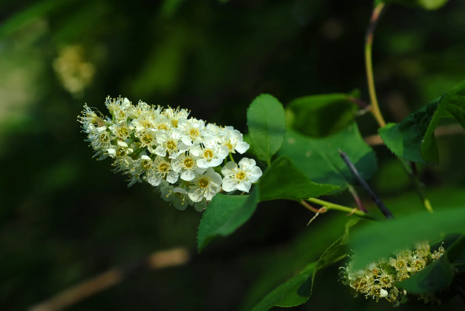 Chokecherry (Prunus Virginiana) — creating a brilliant seasonal display
