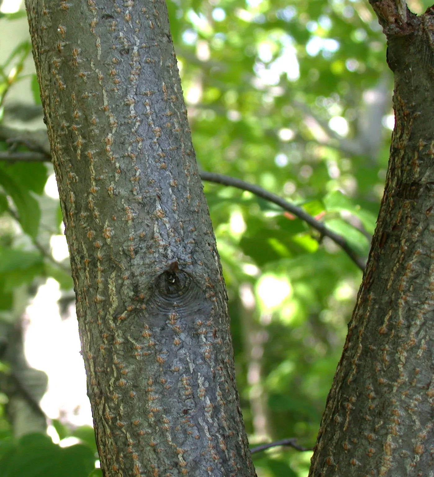 Chokecherry (Prunus Virginiana) — including those with varying pH levels or moisture content; suiting naturalistic plantings or more formal garden, image 137