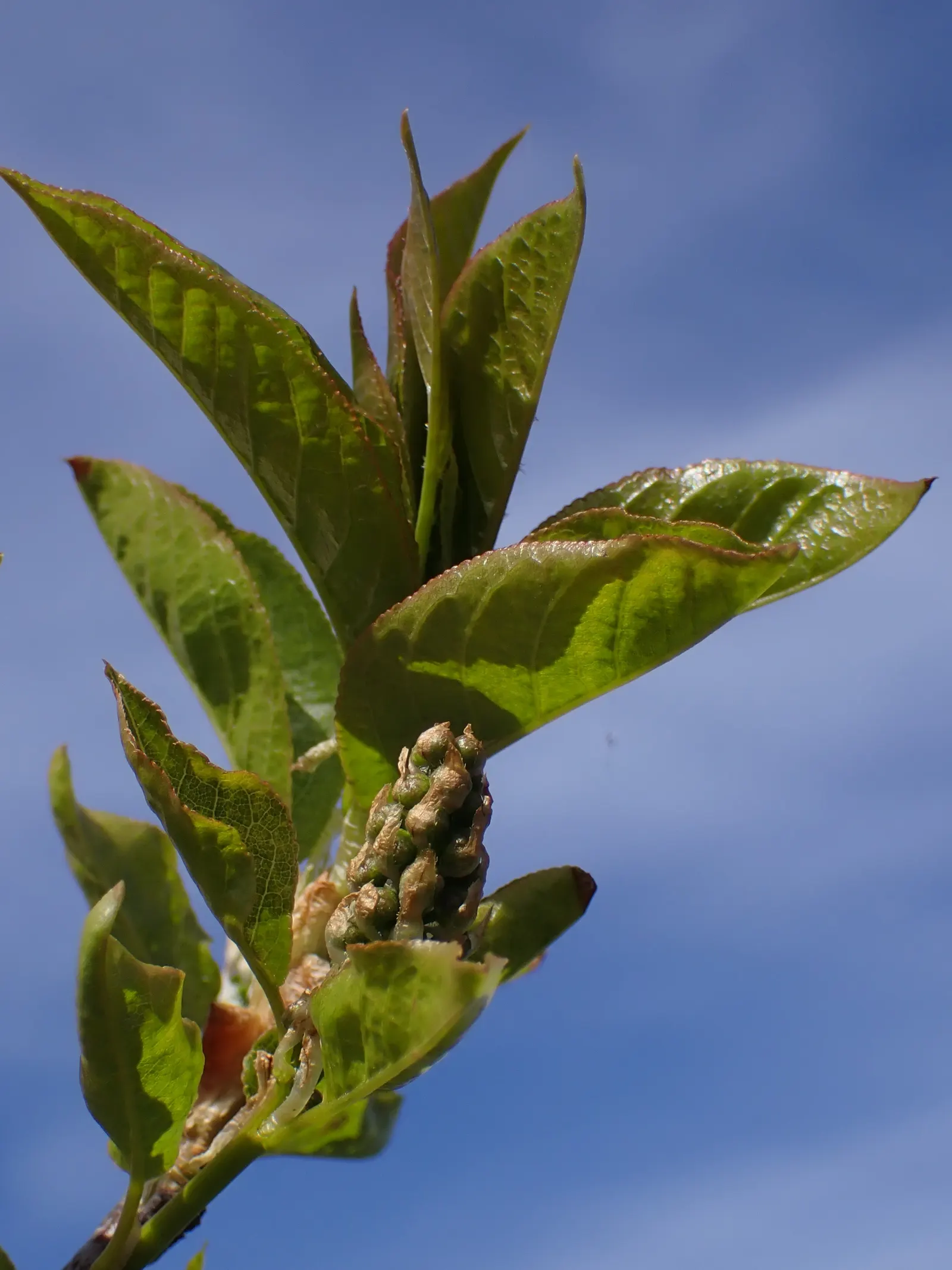 Chokecherry (Prunus Virginiana) — the Chokeberry is drought tolerant; it features clusters of white flowers in spring, followed by tart, dark, image 138