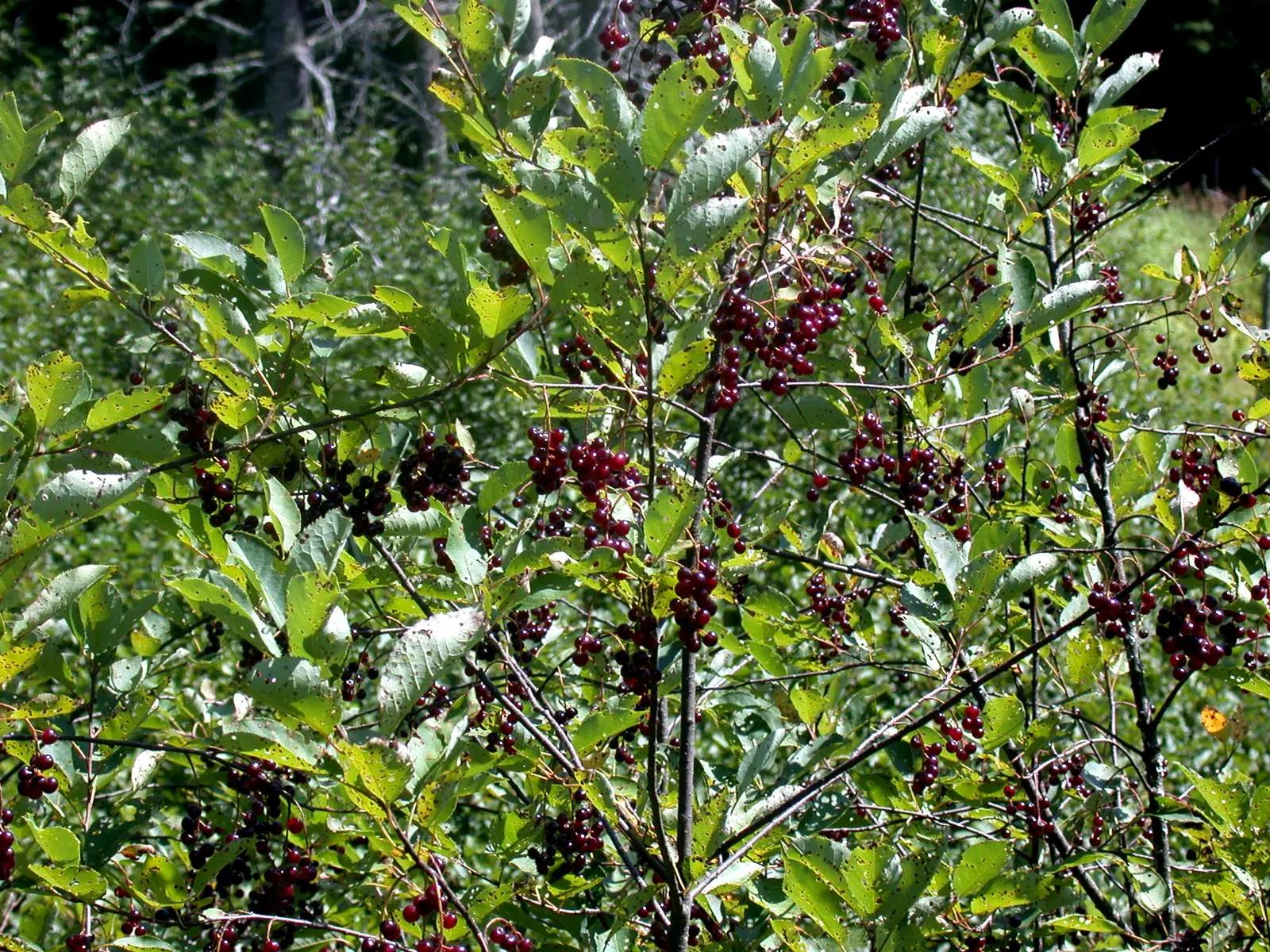 Chokecherry (Prunus Virginiana) — Hardy in zones 2-7, it offers vibrant red fall foliage, adding seasonal interest; typically around 0.4 inches in, image 102