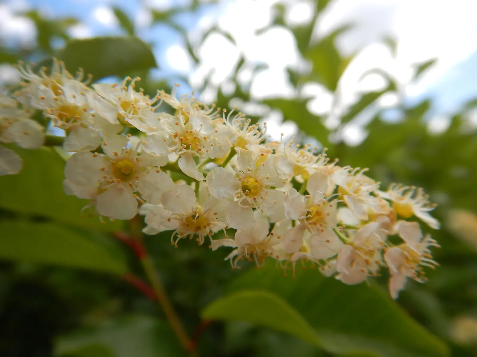 Chokecherry (Prunus Virginiana) — It features clusters of white flowers in spring, followed by tart, dark purple berries
