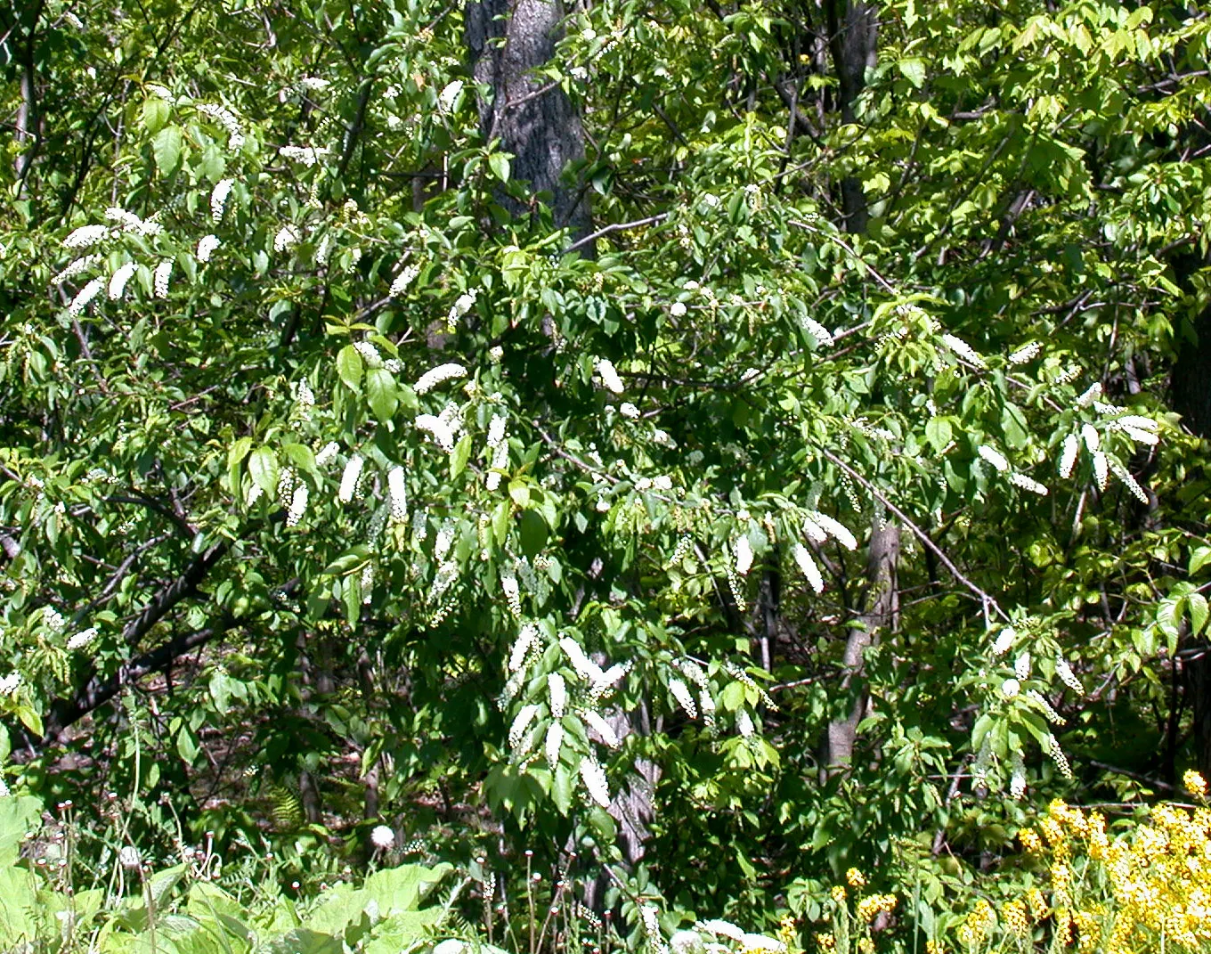 Chokecherry (Prunus Virginiana) — but it's also remarkably tolerant of a range of soil types; offering a visually engaging contrast against the, image 88
