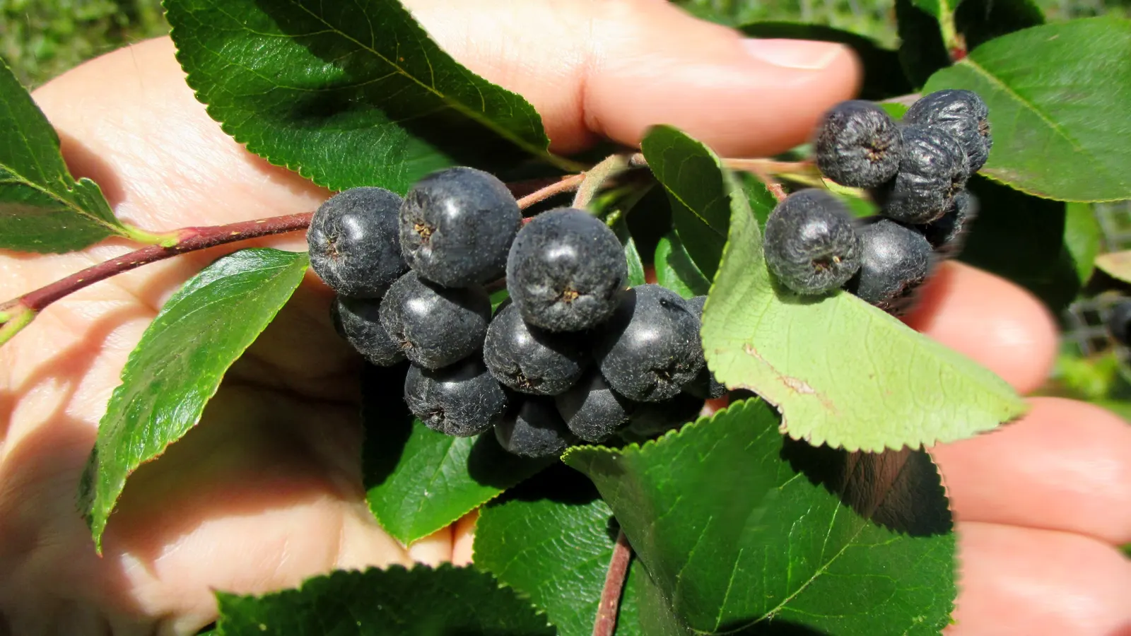 Chokecherry (Prunus Virginiana) — Excellent for wildlife habitats and naturalized areas; an eloquent choice for landscape designs seeking a balance, image 101