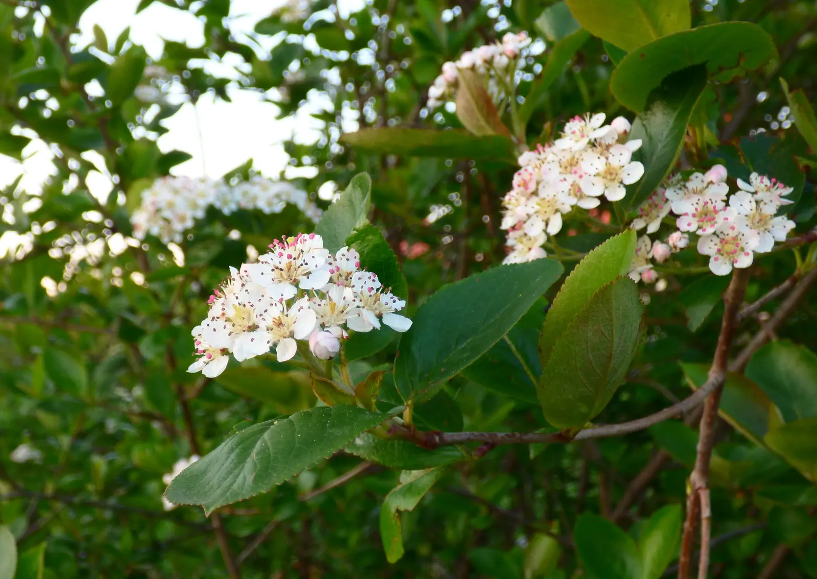 Chokecherry (Prunus Virginiana) — which undergoes a dramatic transformation to stunning shades of red and orange in the fall; adding to its attractiveness for