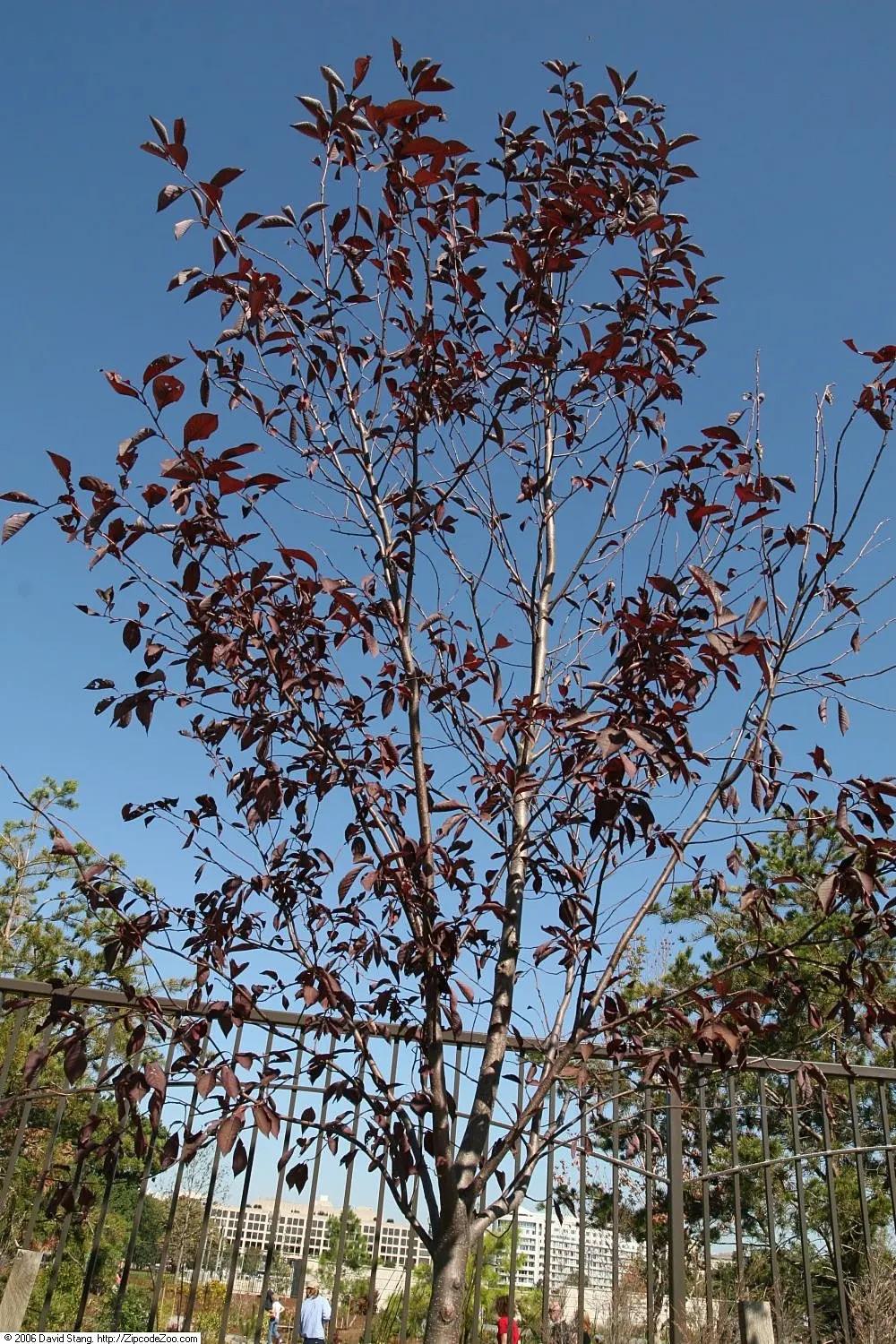 Chokecherry (Prunus Virginiana) — 20-30 ft in height and 15-20 ft wide; creating a brilliant seasonal display, image 122