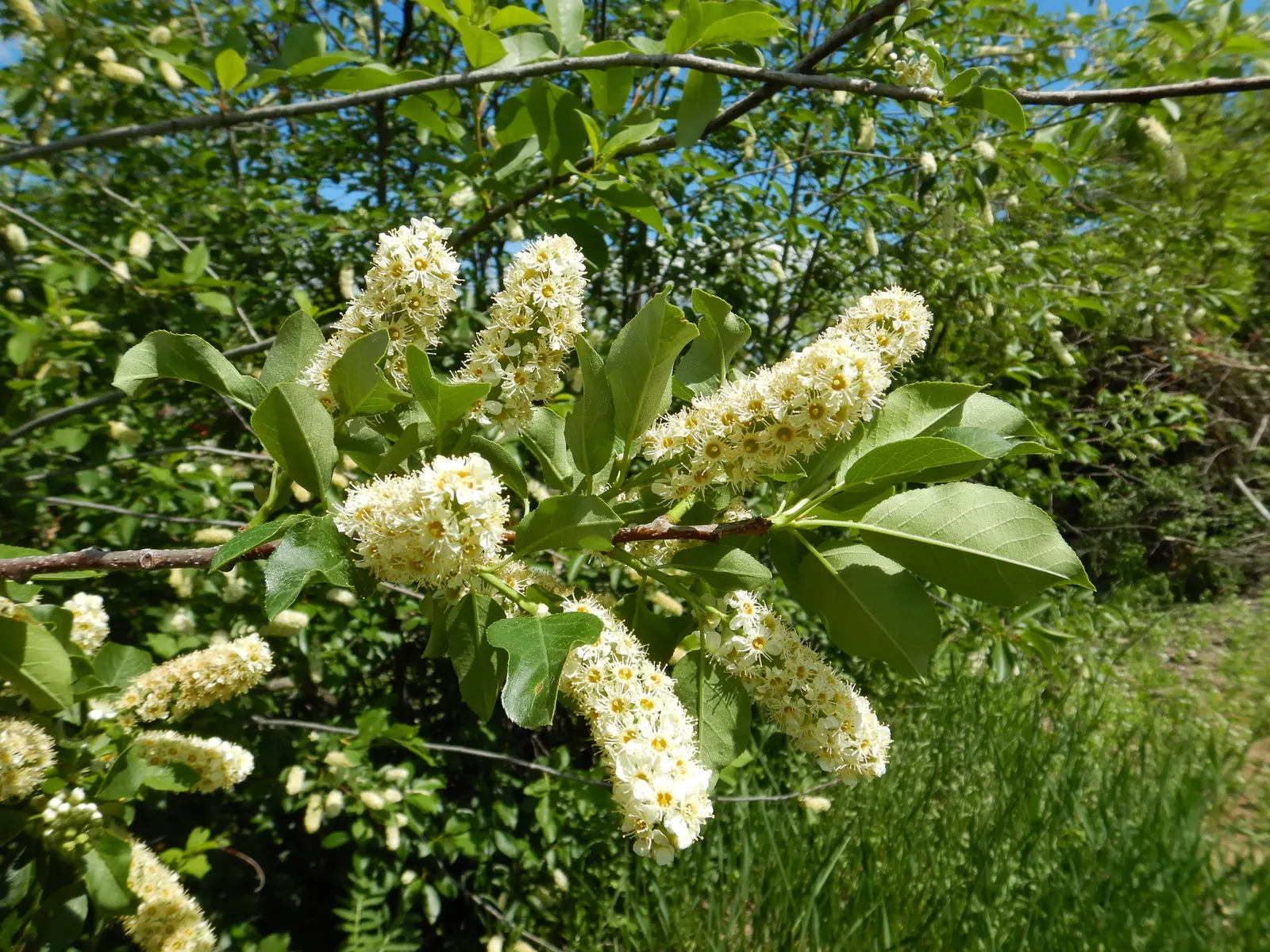 Chokecherry (Prunus Virginiana) — delicate clusters of white to pink-tinged flowers emerge; this hardy species entwines ornamental value with, image 84