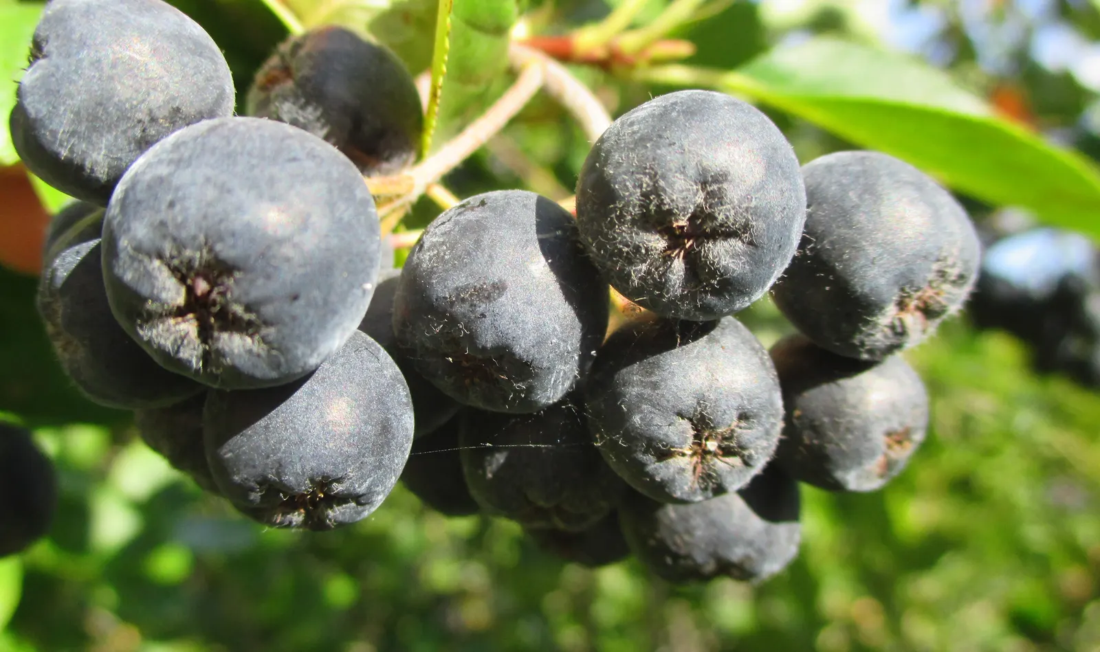 Chokecherry (Prunus Virginiana) — suiting naturalistic plantings or more formal garden settings; including those with varying pH levels or moisture, image 116