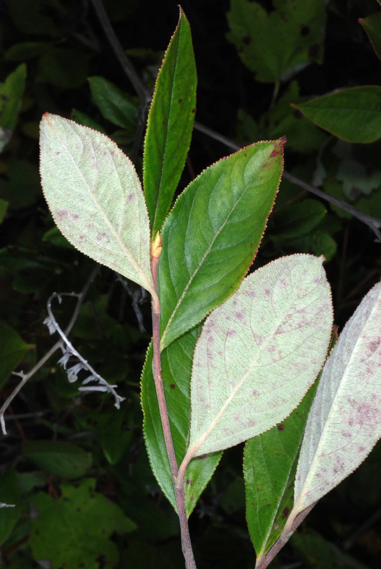 Chokecherry (Prunus Virginiana) — typically around 0.4 inches in diameter; hardy in zones 2-7, it offers vibrant red fall foliage, adding seasonal, image 111