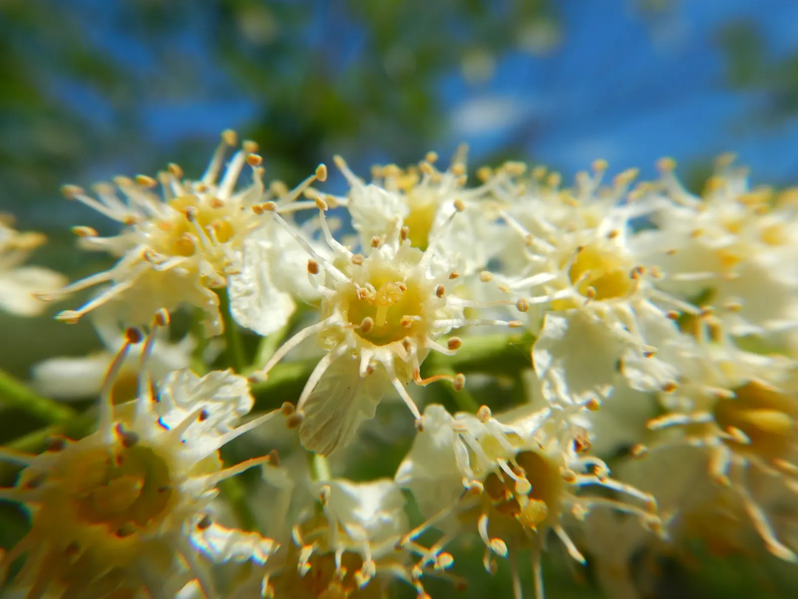 Chokecherry (Prunus Virginiana) — including those with varying pH levels or moisture content; suiting naturalistic plantings or more formal garden, image 113