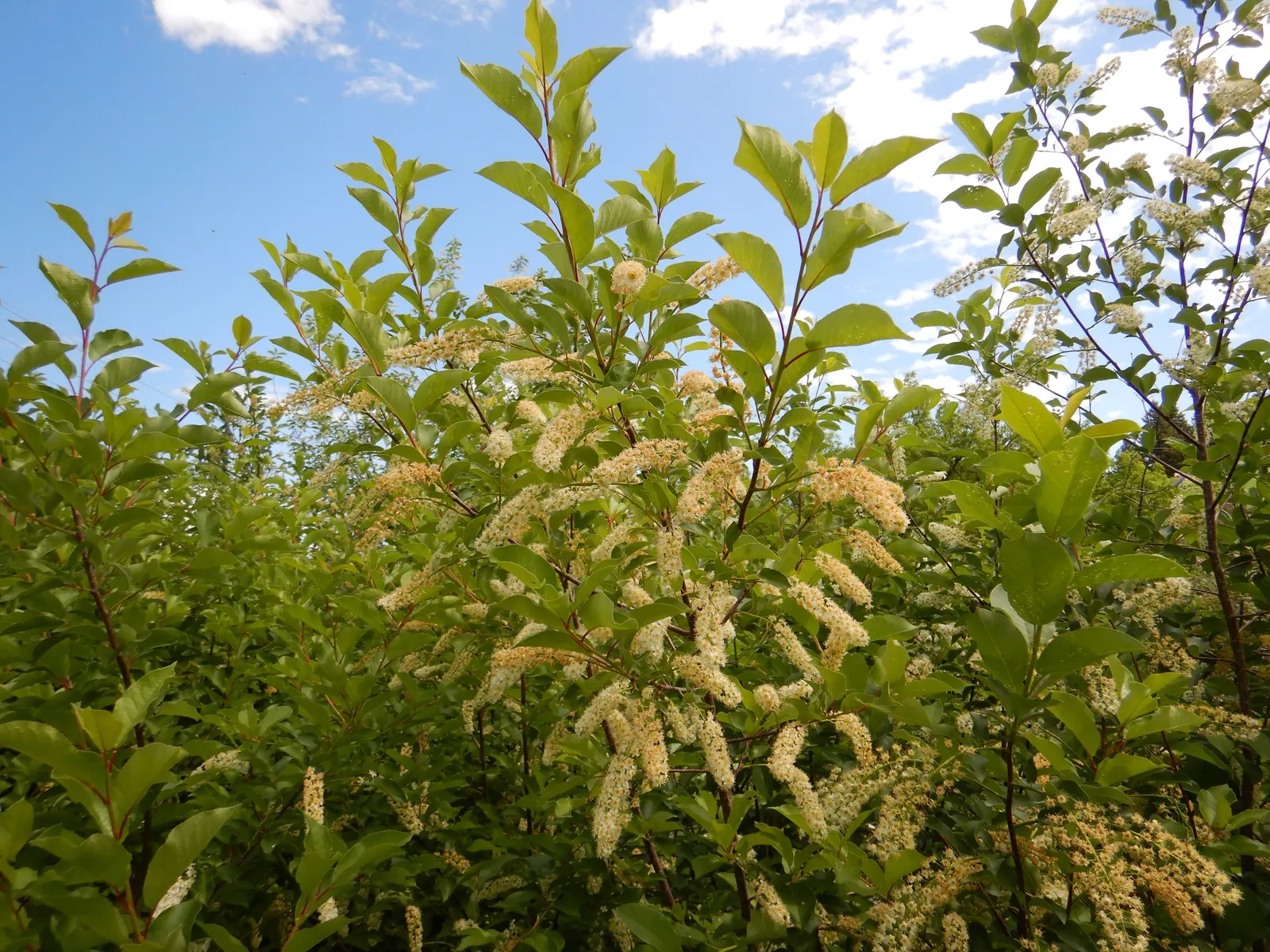 Chokecherry (Prunus Virginiana) — The Chokeberry, scientifically known as Prunus virginiana, is a deciduous shrub heralding from North America; white flowers